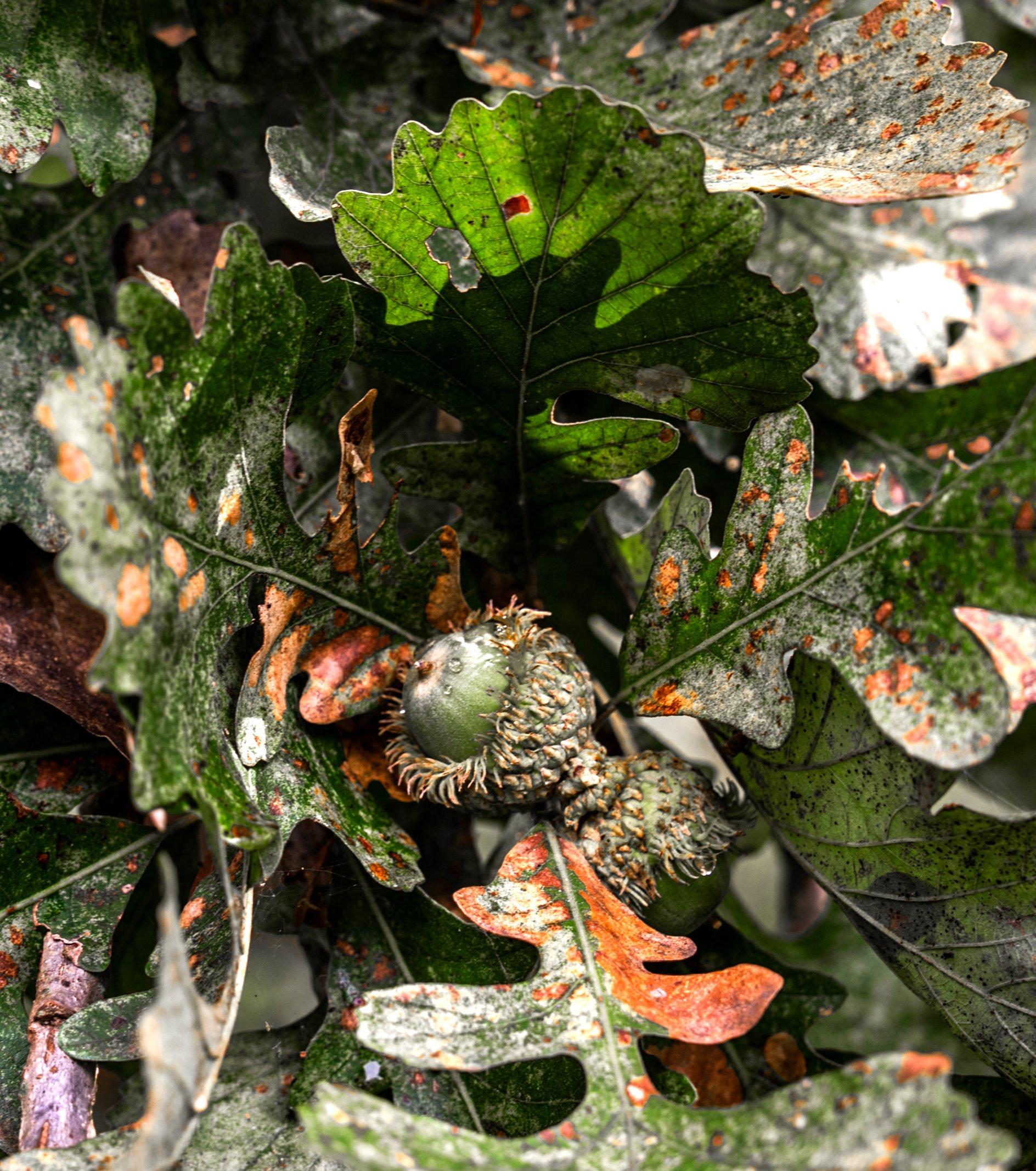 Image: october_lull_7