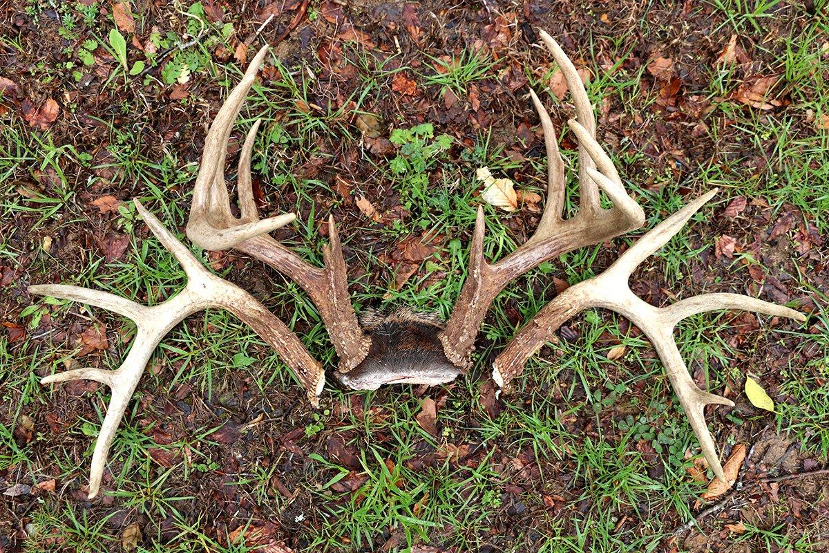 The author shot the buck in the exact location he missed it during the previous late season. Image by Josh Honeycutt