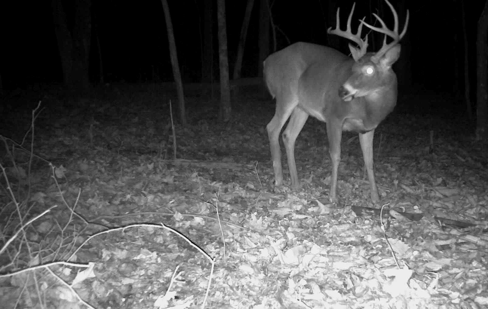 The author placed trail cameras in layers, and infrequently checked those in sensitive areas. Image by Josh Honeycutt