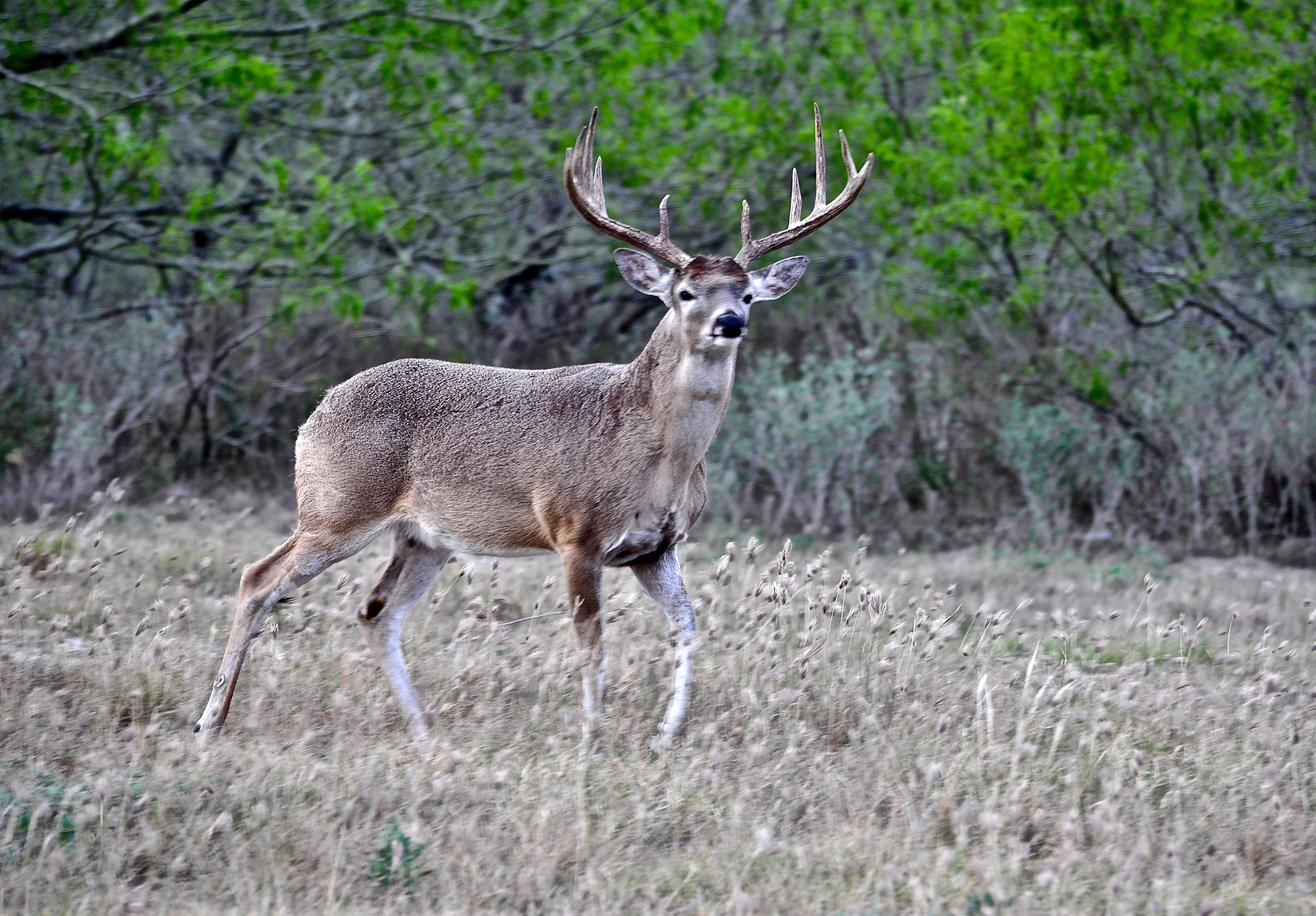 Image: off_wall_whitetail_3