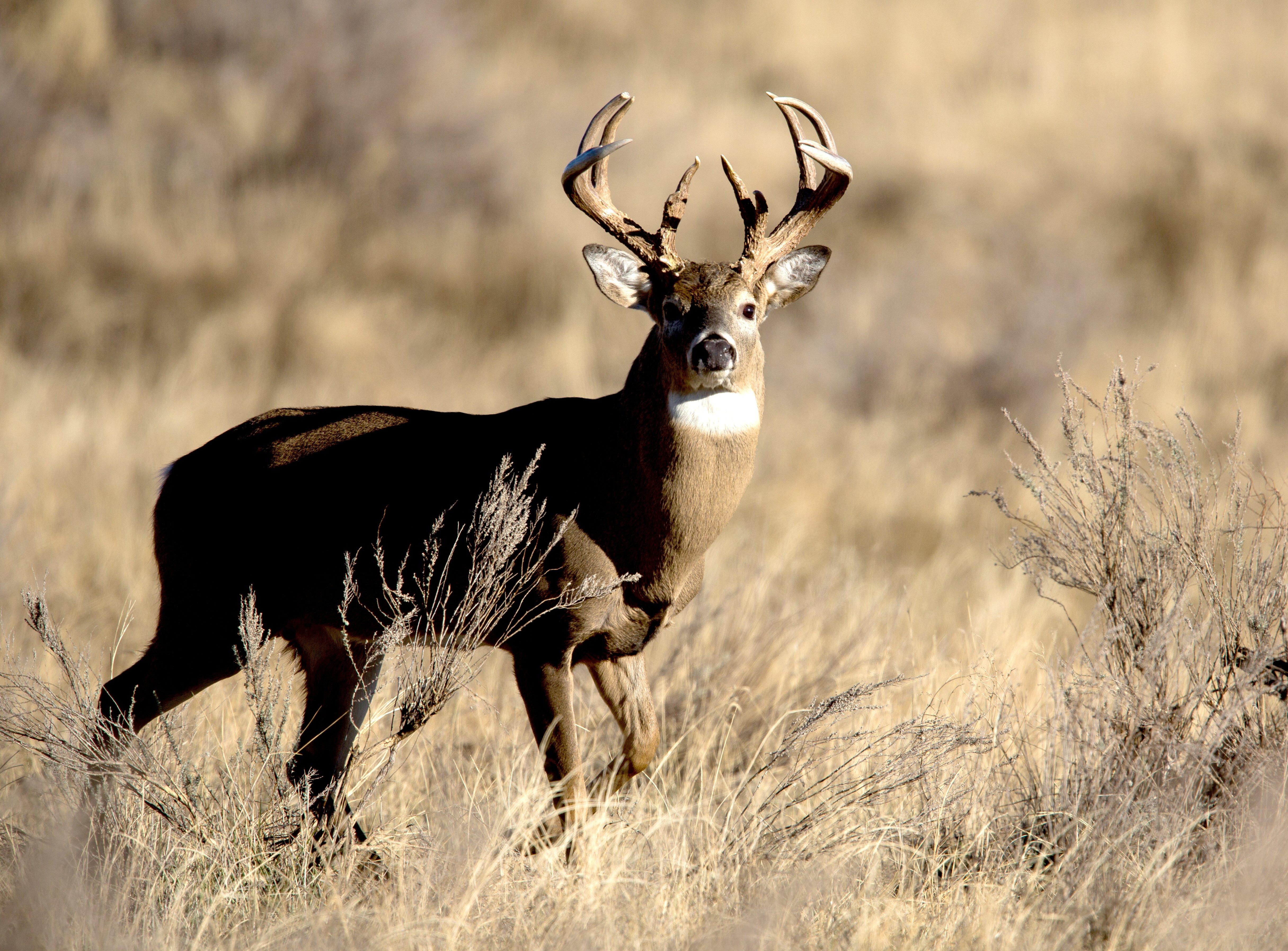Image: oklahoma_buck