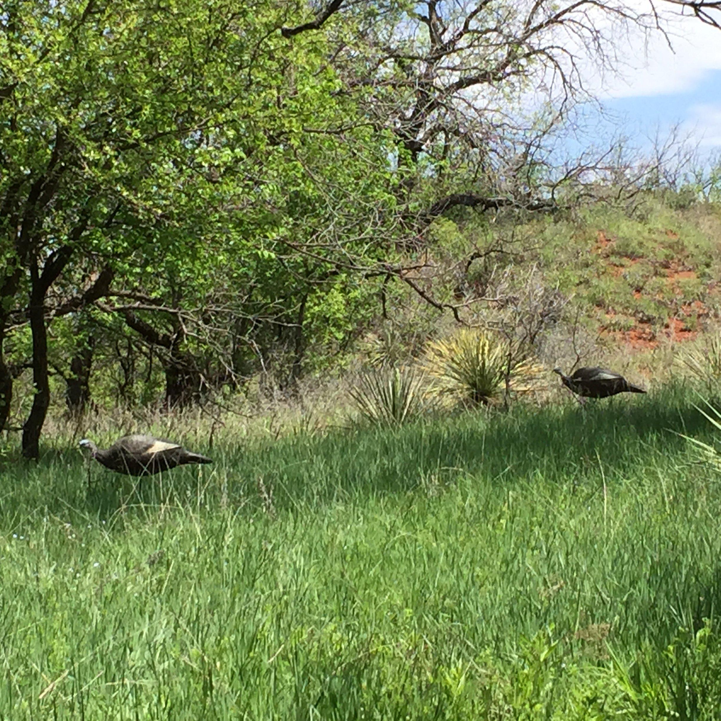 The longbeard saw this inviting sight, but didn't cross the ditch. (Steve Hickoff photo)