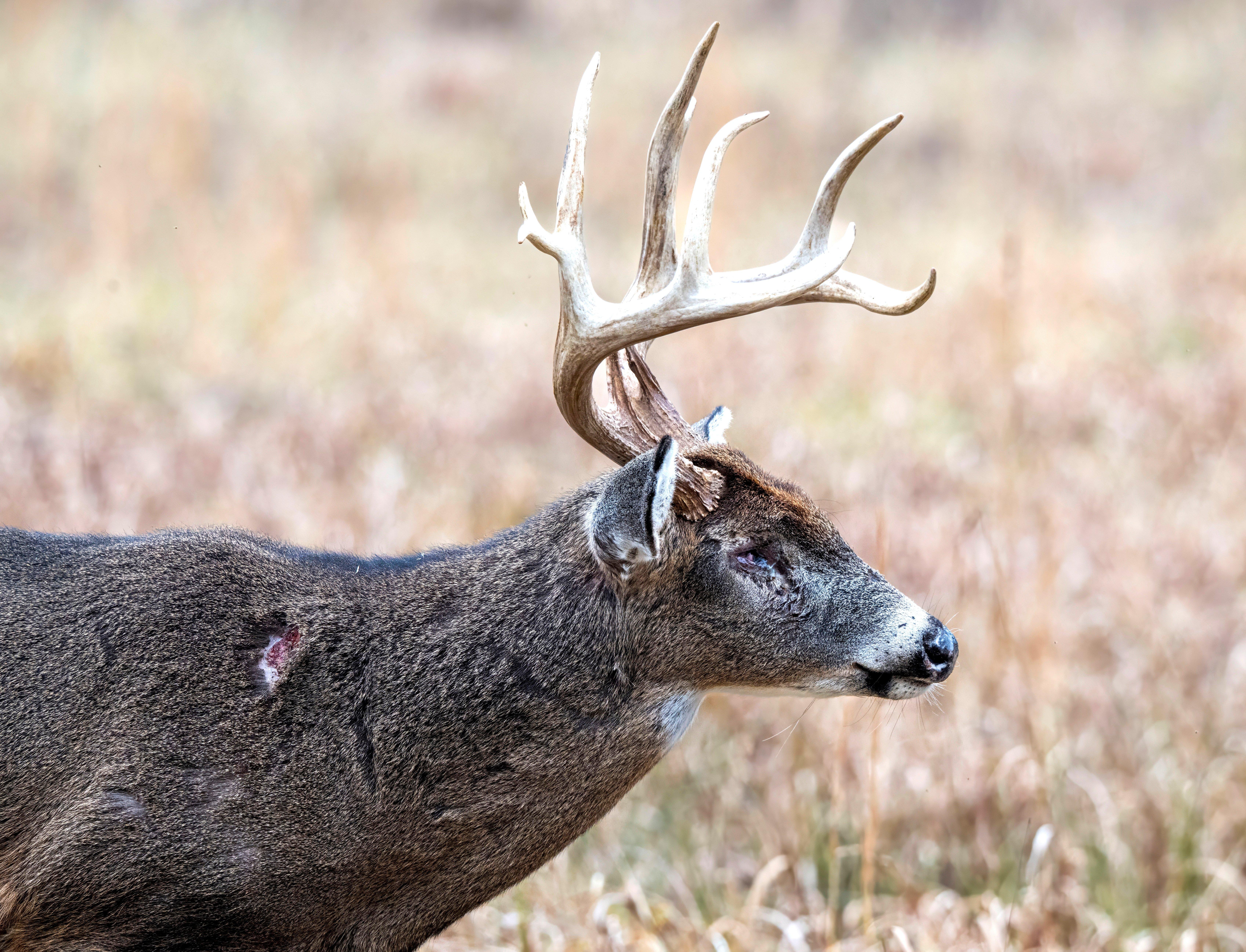 Image: old_buck