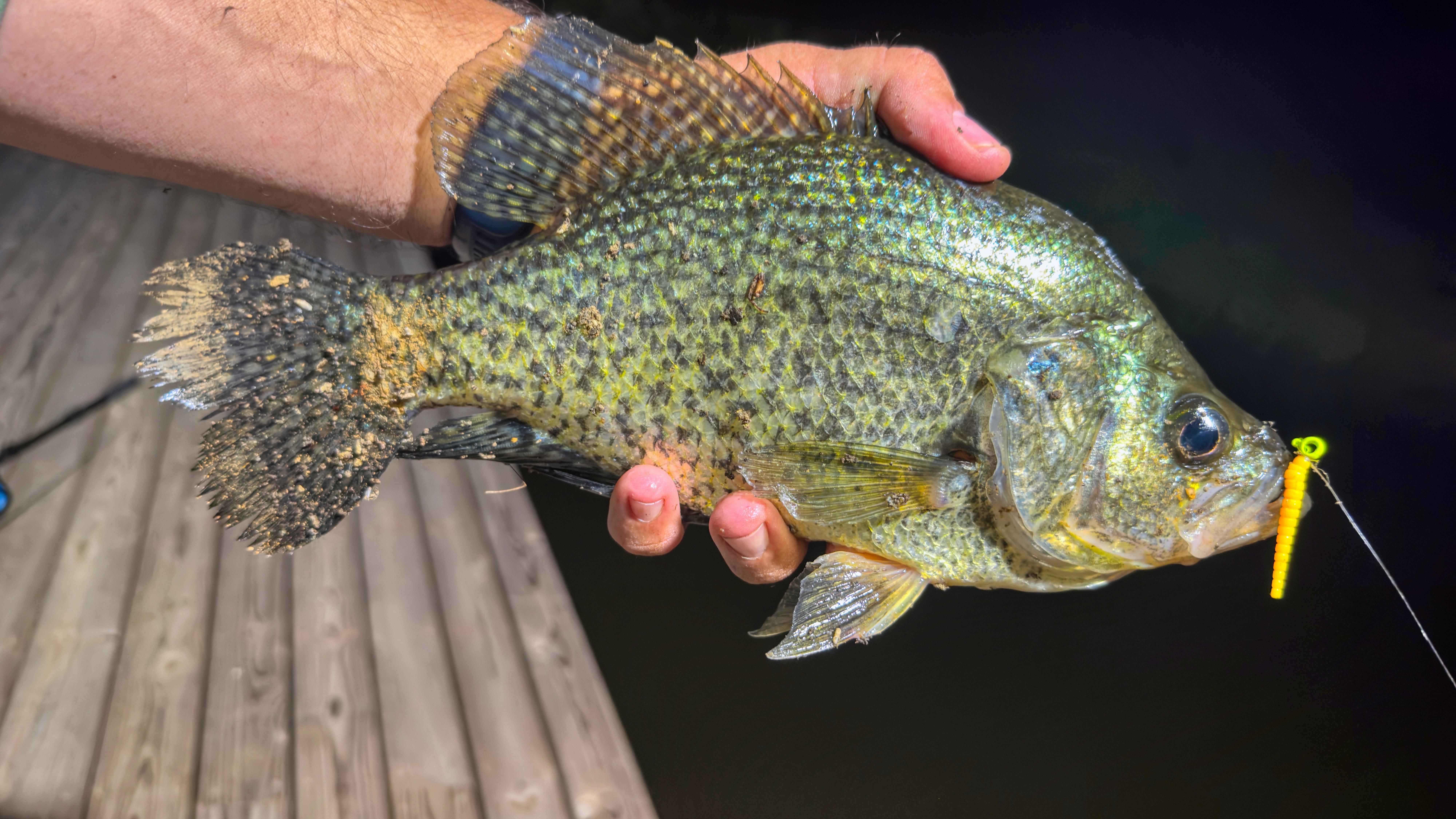 Image: old_school_crappie_5