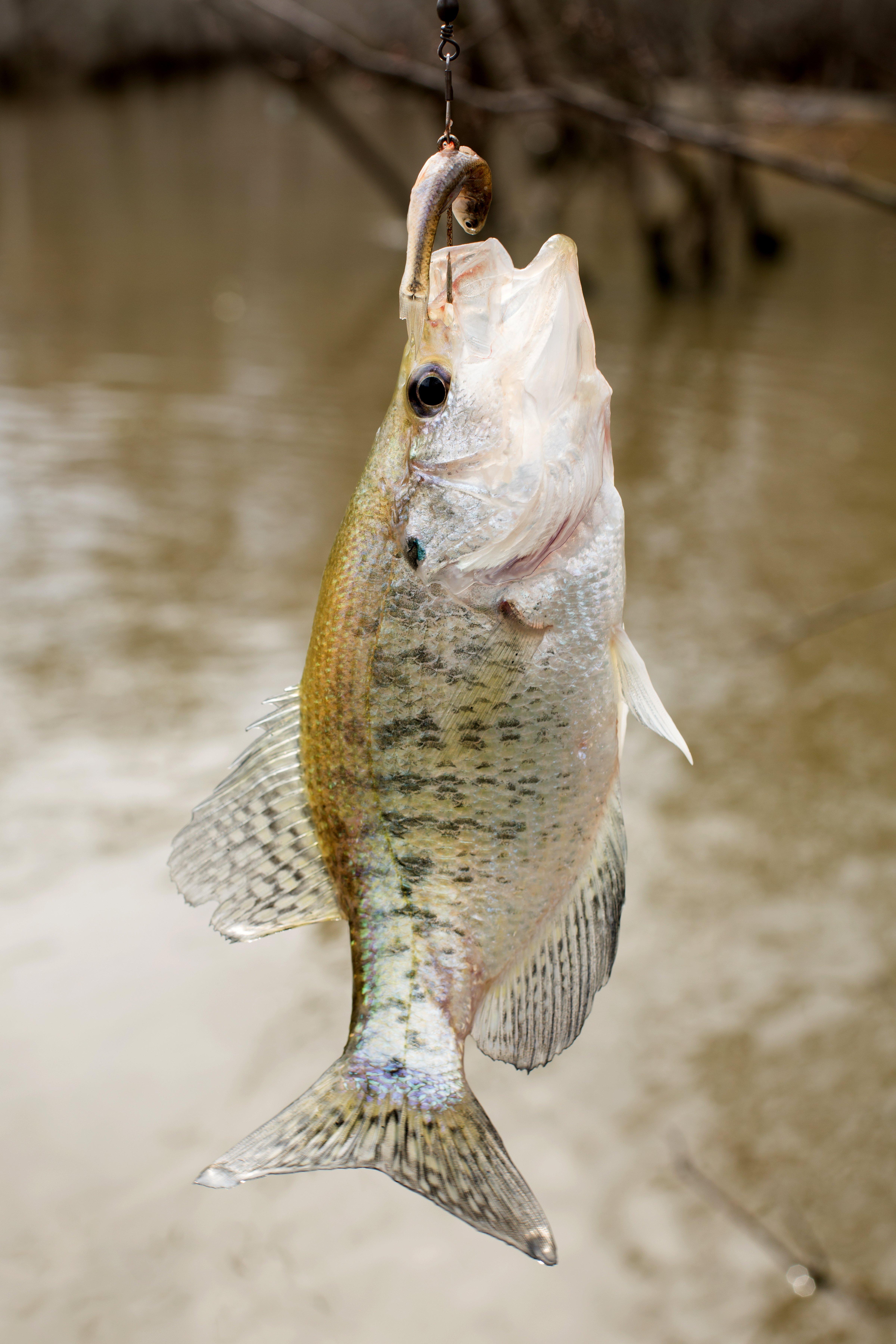 Image: old_school_crappie_8