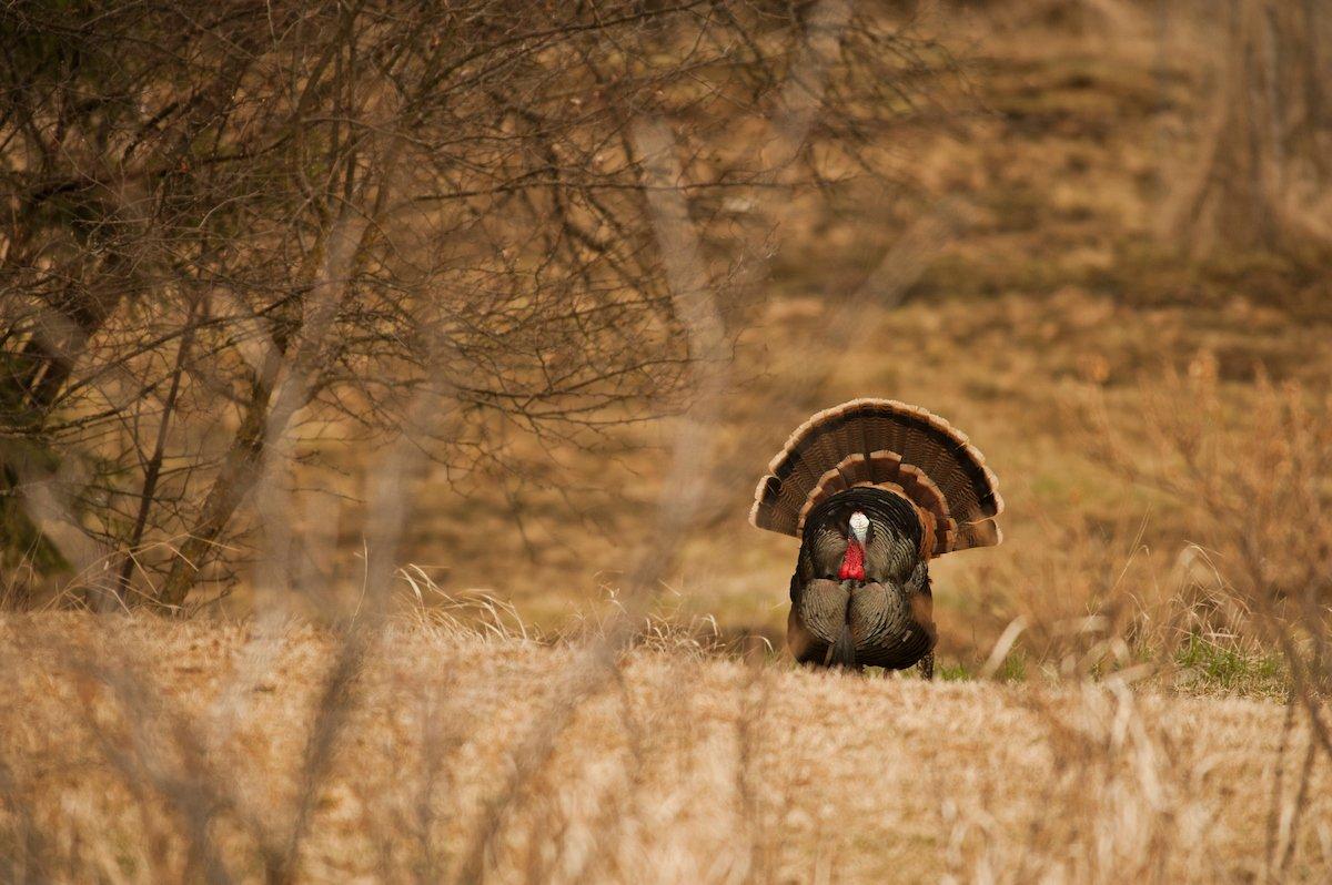 You've got that strutter in your sights, now close the deal. © John Hafner photo