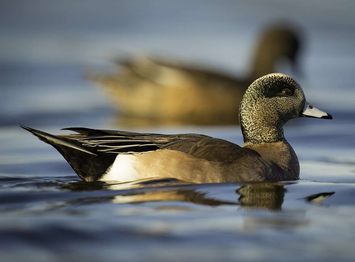 Photo © Don Laidlaw/Shutterstock Photo © Don Laidlaw/Shutterstock