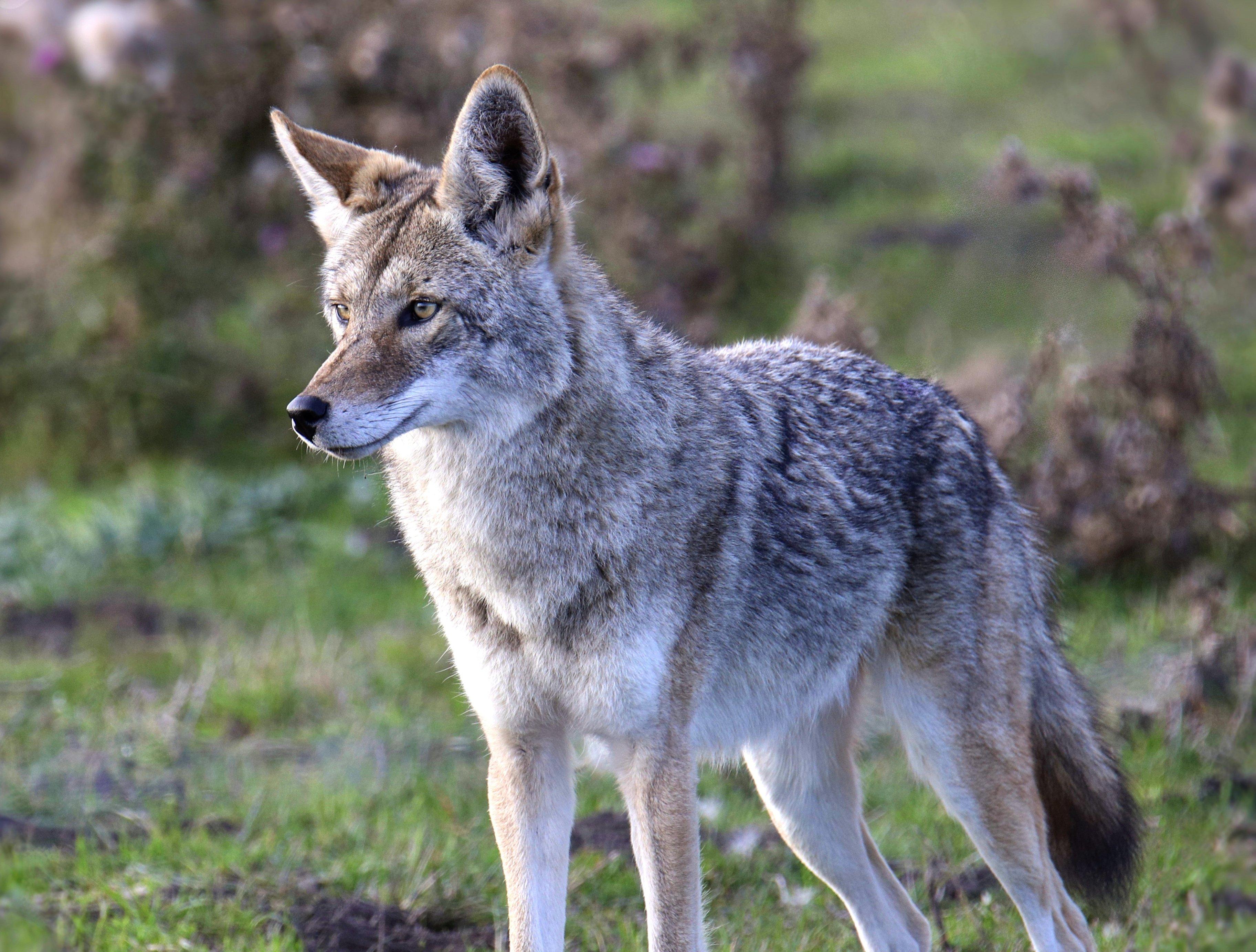 Image: oregon_coyote