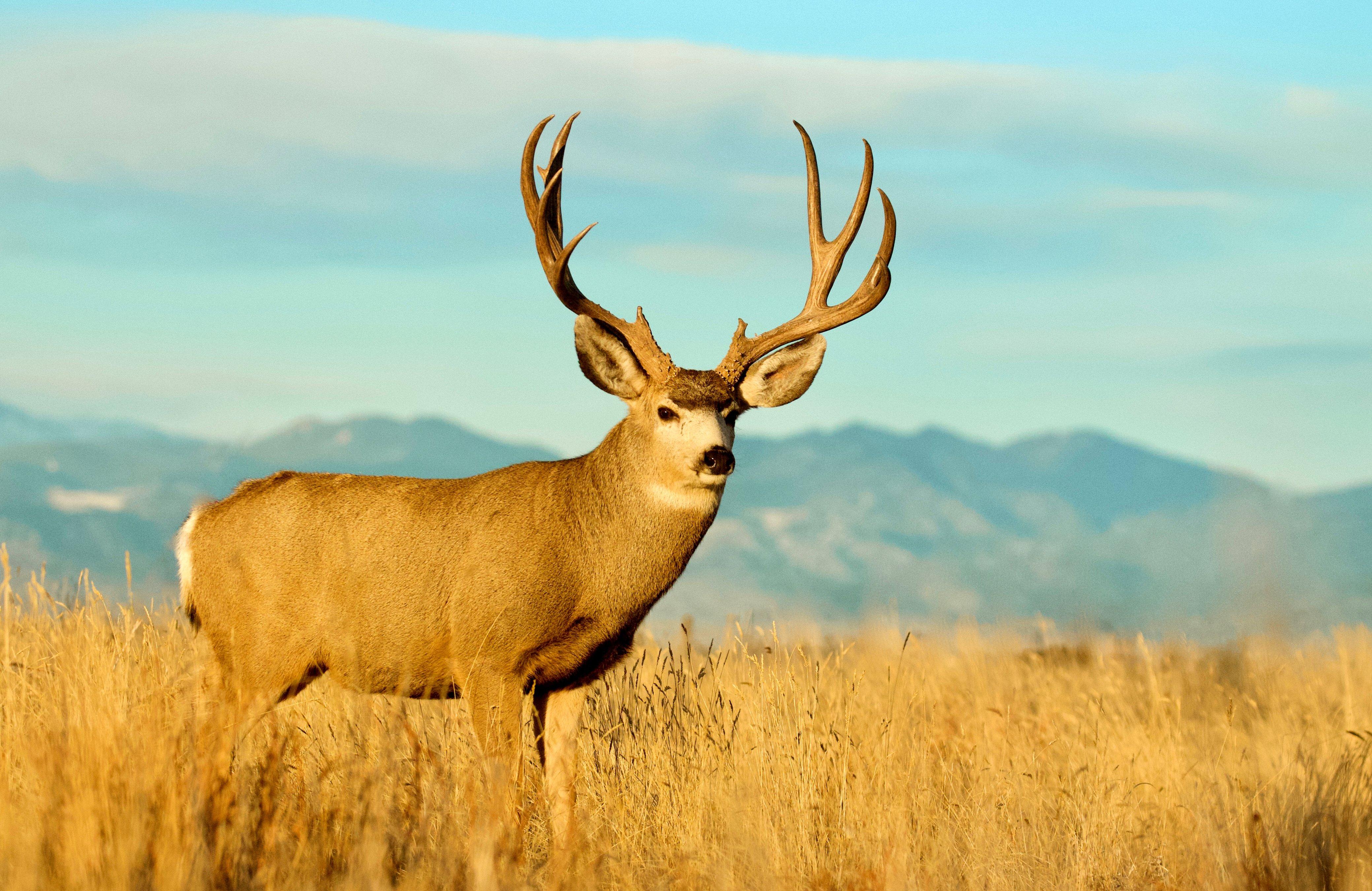 Image: oregon_hunting_ban