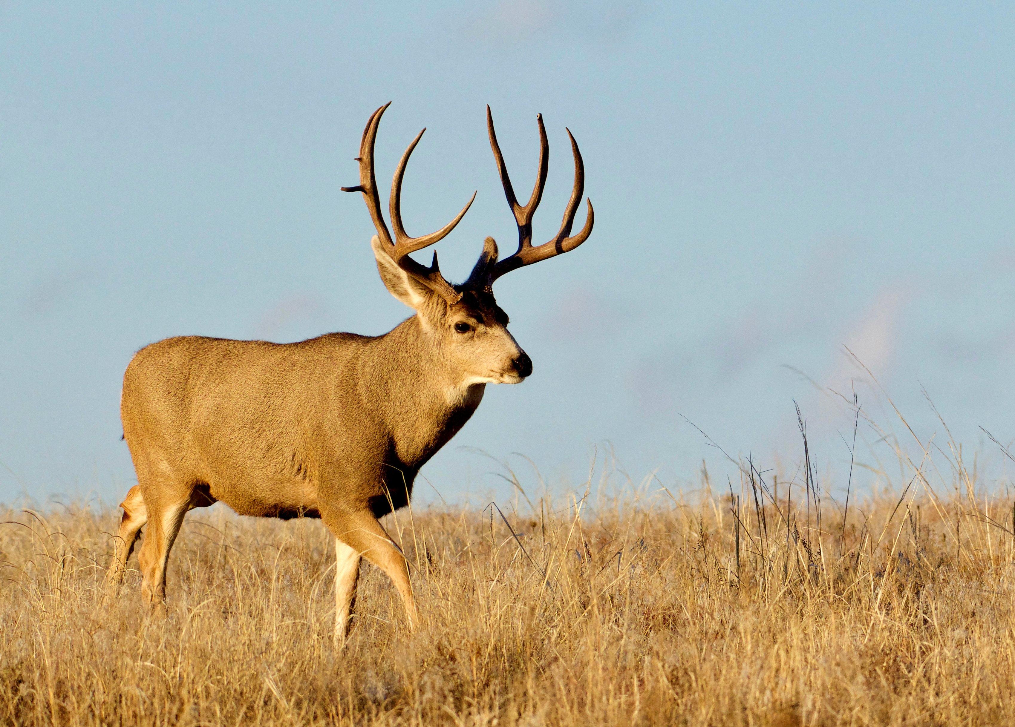 Image: oregon_mulie