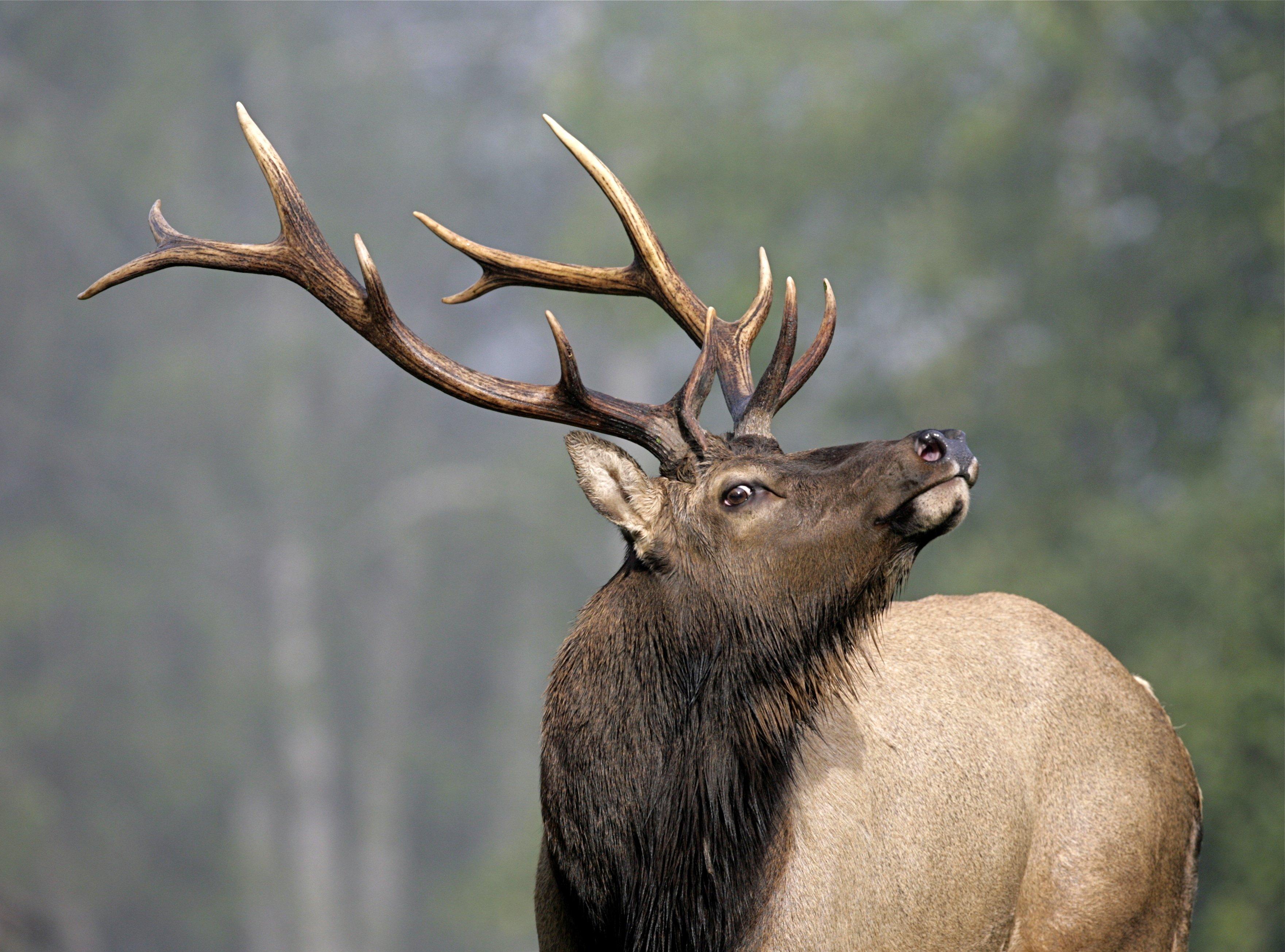 Image: oregon_roosevelt_elk