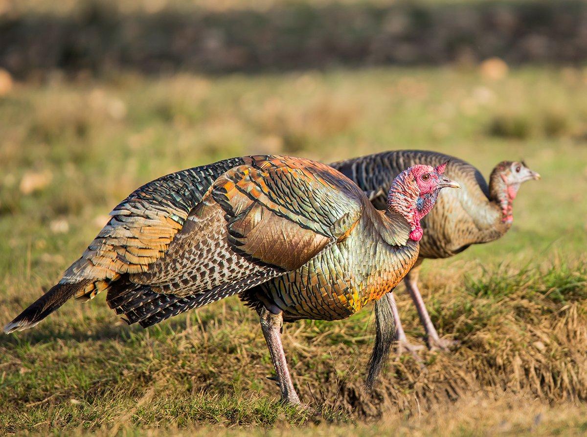 Turkey hunting in Oregon. Image by Gizmo Photo / Shutterstock