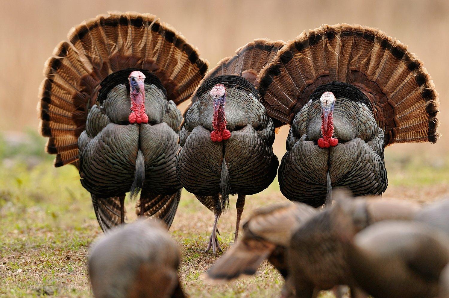 Want to kill an Osceola spring gobbler like one of these? Florida is your only official option. (© Tes Randle Jolly photo)