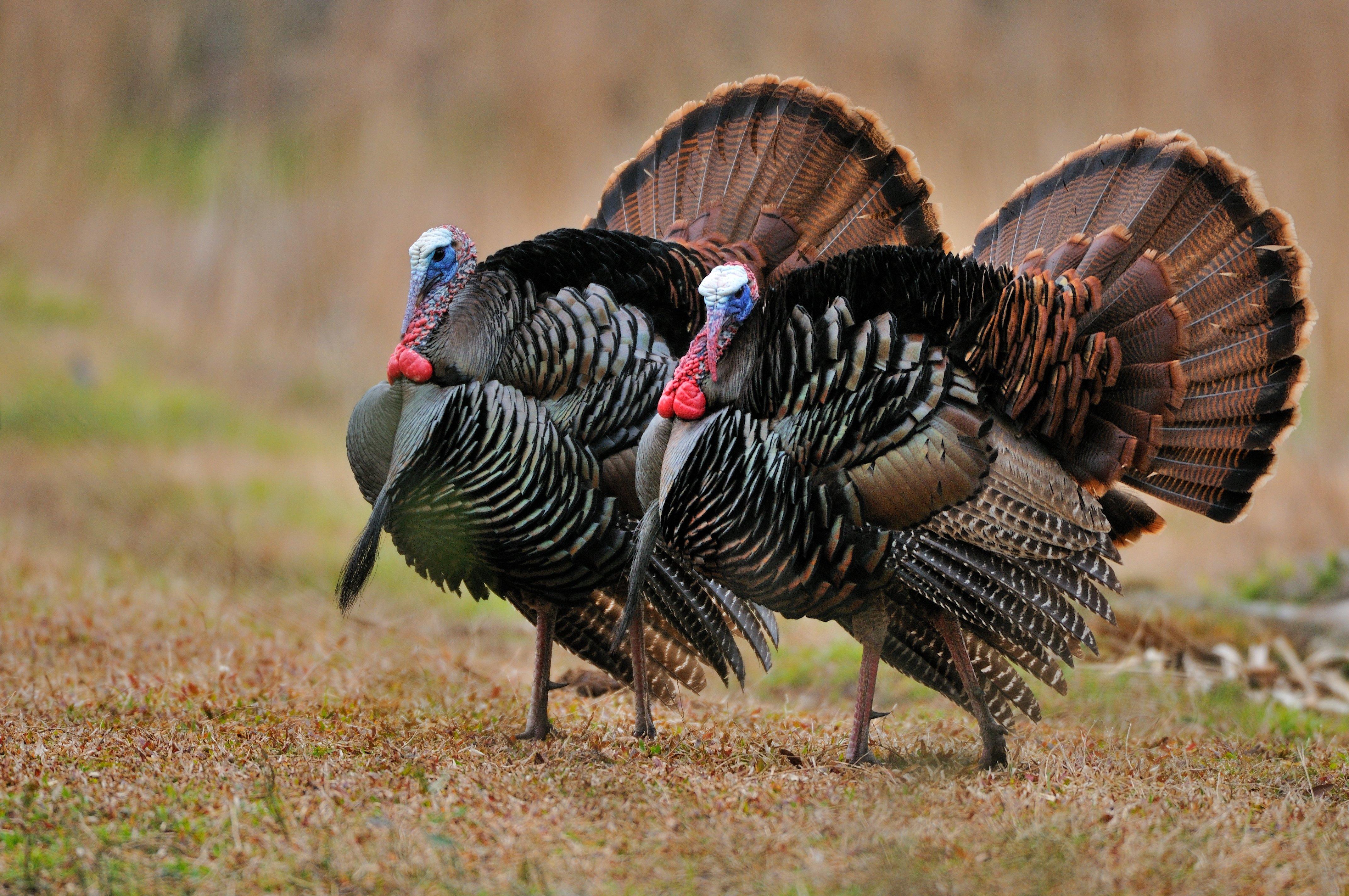 The Top 5 Registered Osceola Turkeys (c) Tes Randle Jolly photo
