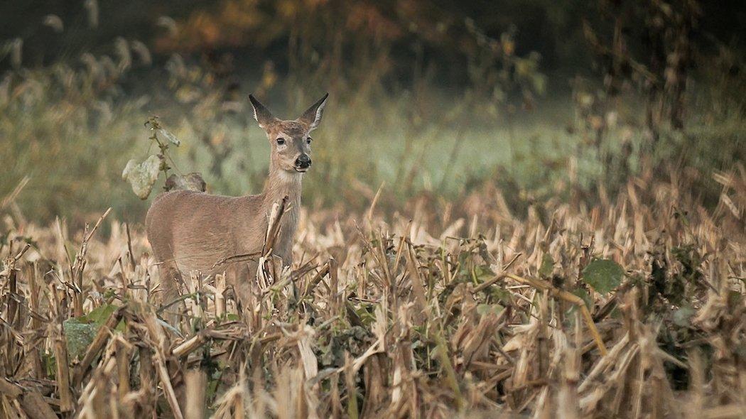 Wildlife Biologist