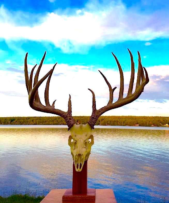 The Kyriss buck is a truly exceptional typical whitetail. Image by Pennsylvania Game Commission The Kyriss buck is a truly exceptional typical whitetail. Image by Pennsylvania Game Commission