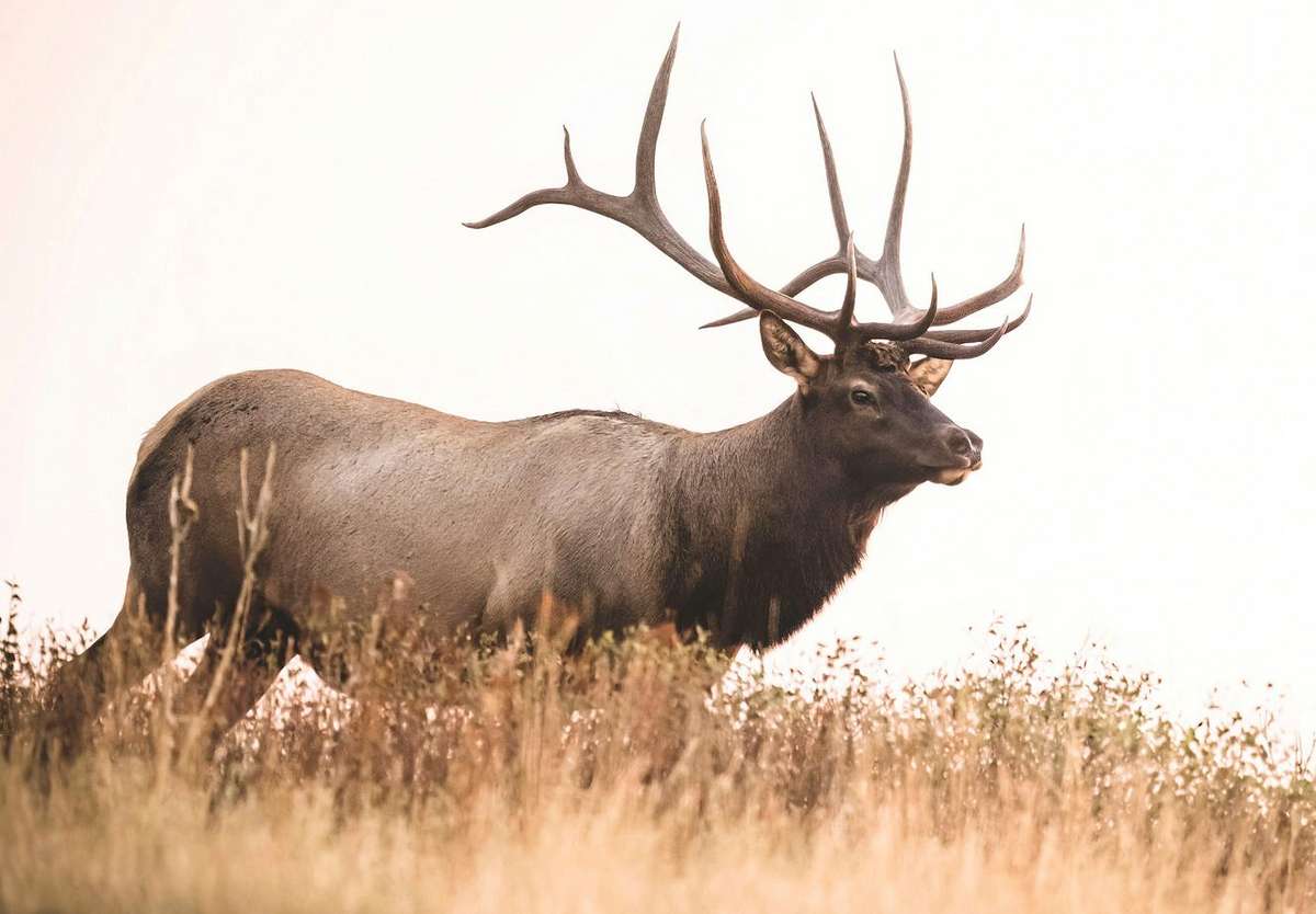 Pennsylvania Game Commission to Vote on Possible Hunting Season Changes ...