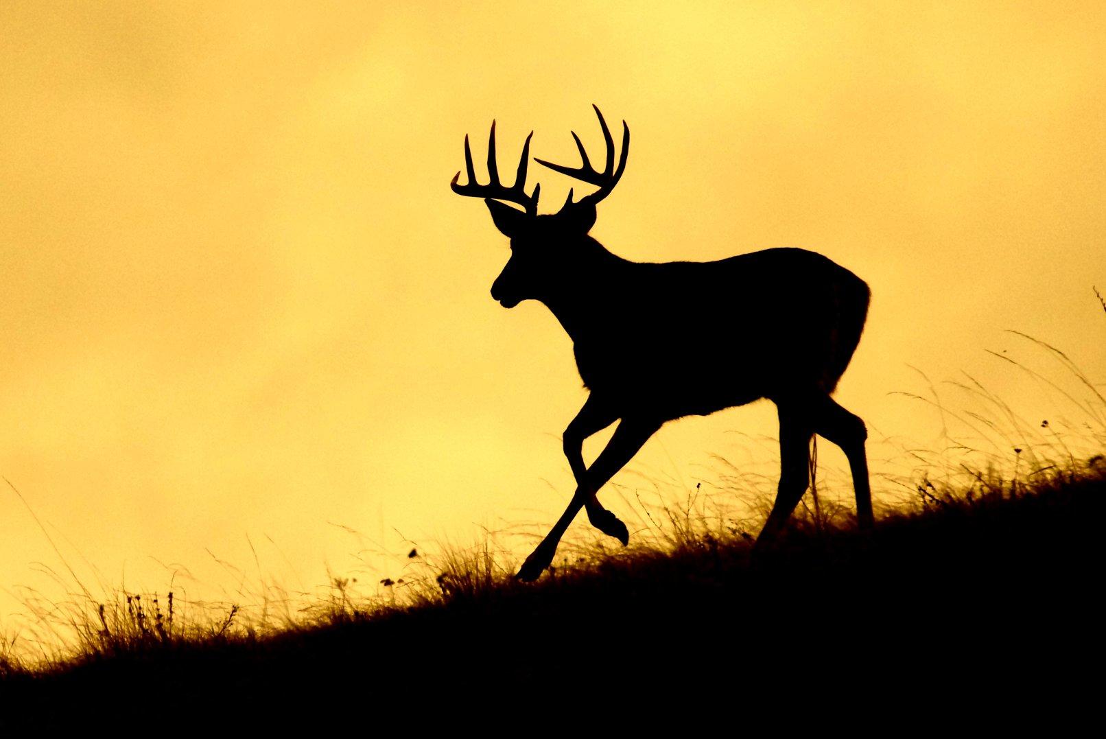 Image: pa_sunday_hunting