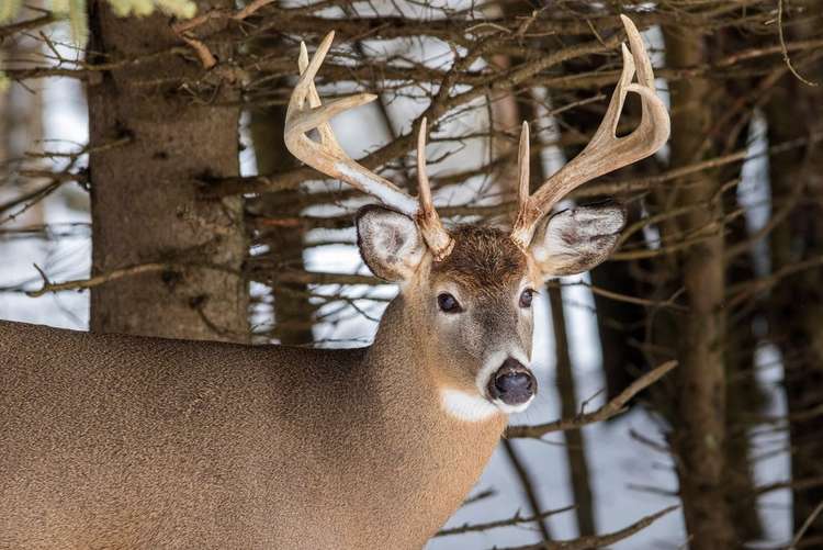 Bills Introduced in Pennsylvania to End Sunday Hunting Ban Image