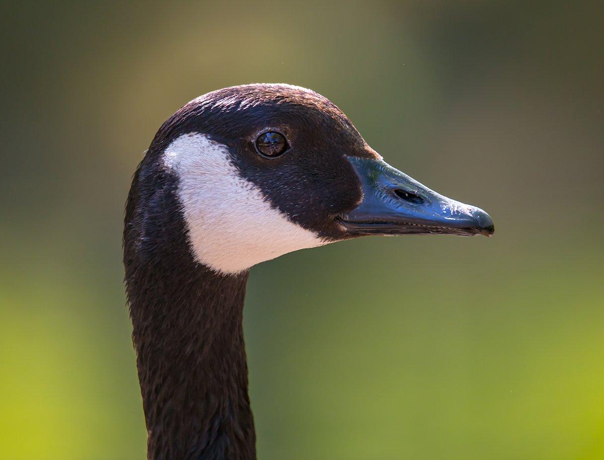 Photo © Rainer Fuhrmann/Shutterstock