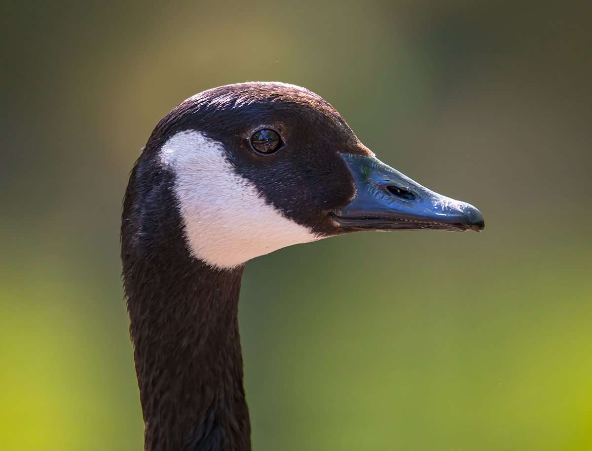 Photo © Rainer Fuhrmann/Shutterstock Photo © Rainer Fuhrmann/Shutterstock