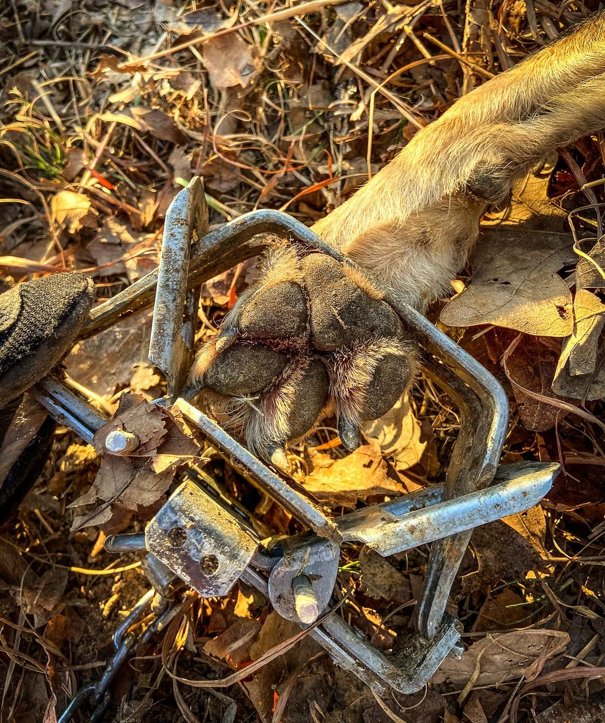 Investing in good equipment will help you catch more coyotes. 