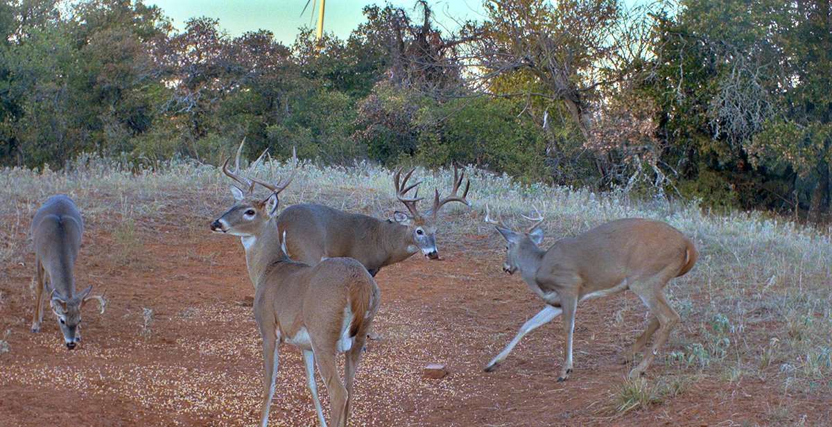 Plenty of bucks were frequenting the trail camera on a wheat field within walking distance of Parrish's home. Image courtesy of Trent Parrish Plenty of bucks were frequenting the trail camera on a wheat field within walking distance of Parrish's home. Image courtesy of Trent Parrish