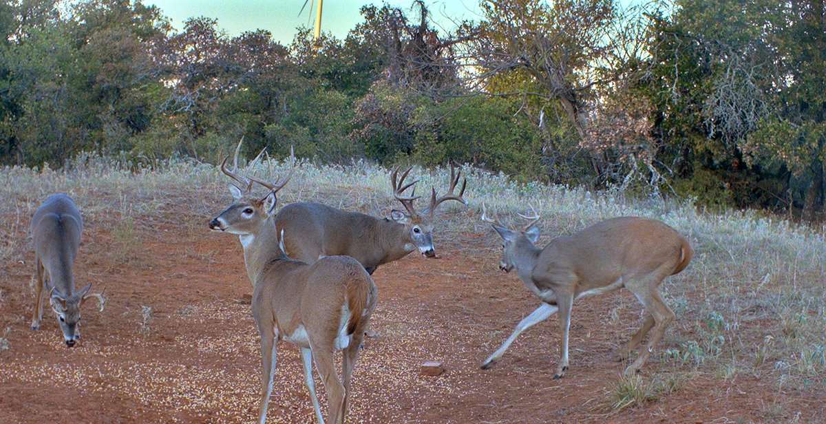 Plenty of bucks were frequenting the trail camera on a wheat field within walking distance of Parrish's home. Image courtesy of Trent Parrish