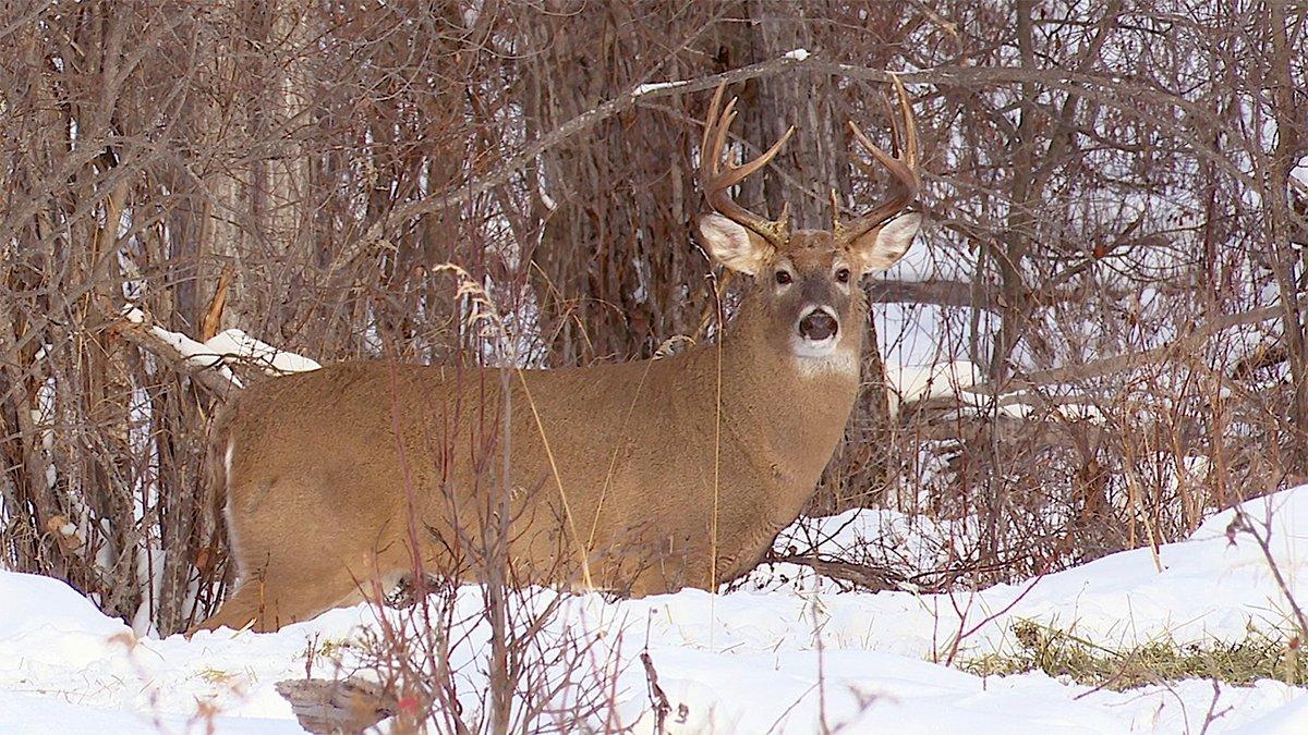 Finally, after numerous encounters, the big 12-pointer offered a shot opportunity. Image courtesy of Paul Beasley