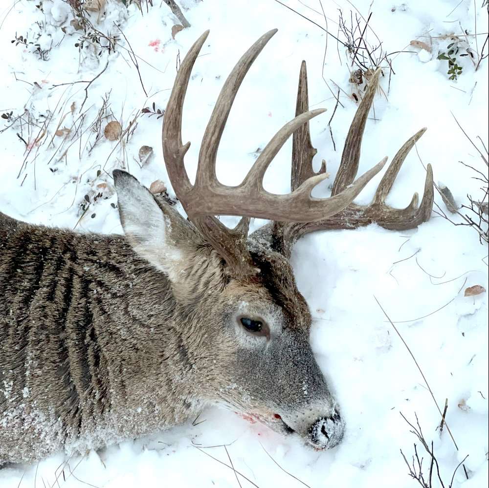 The big 6x6 scored 157 inches. Image courtesy of Paul Beasley The big 6x6 scored 157 inches. Image courtesy of Paul Beasley