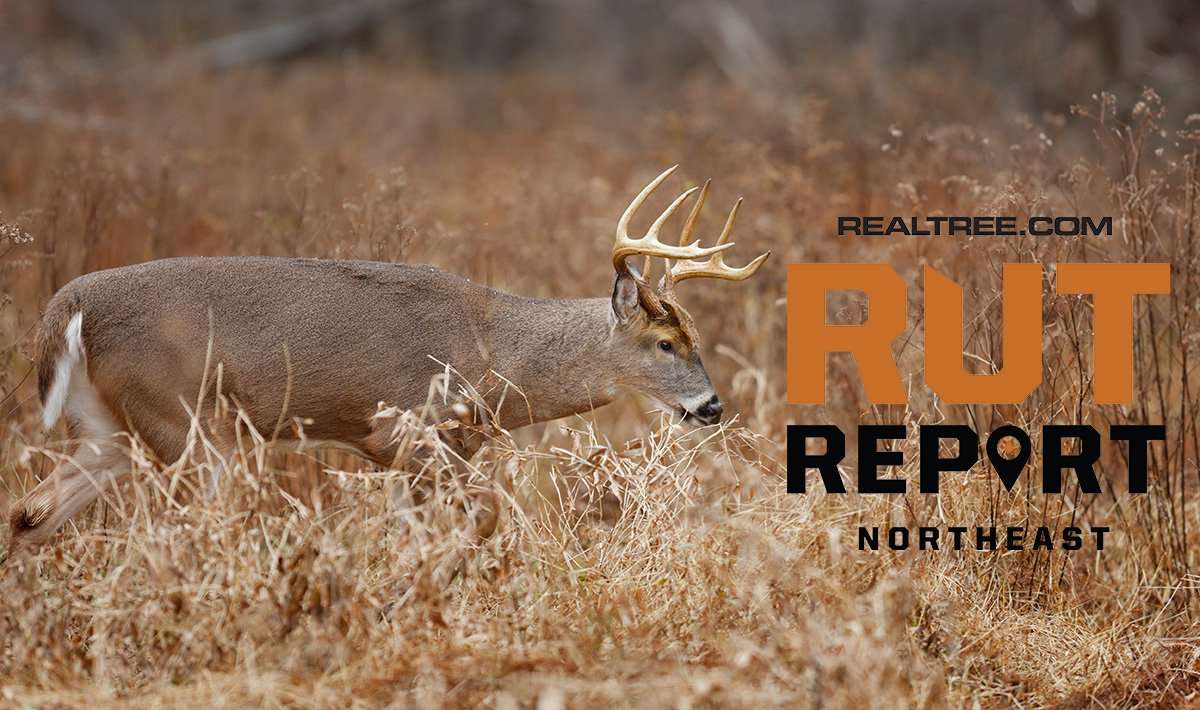 Northeast Rut Report: It's Warm, but the Rut's Still Popping - paul_tessier-shutterstock-ne