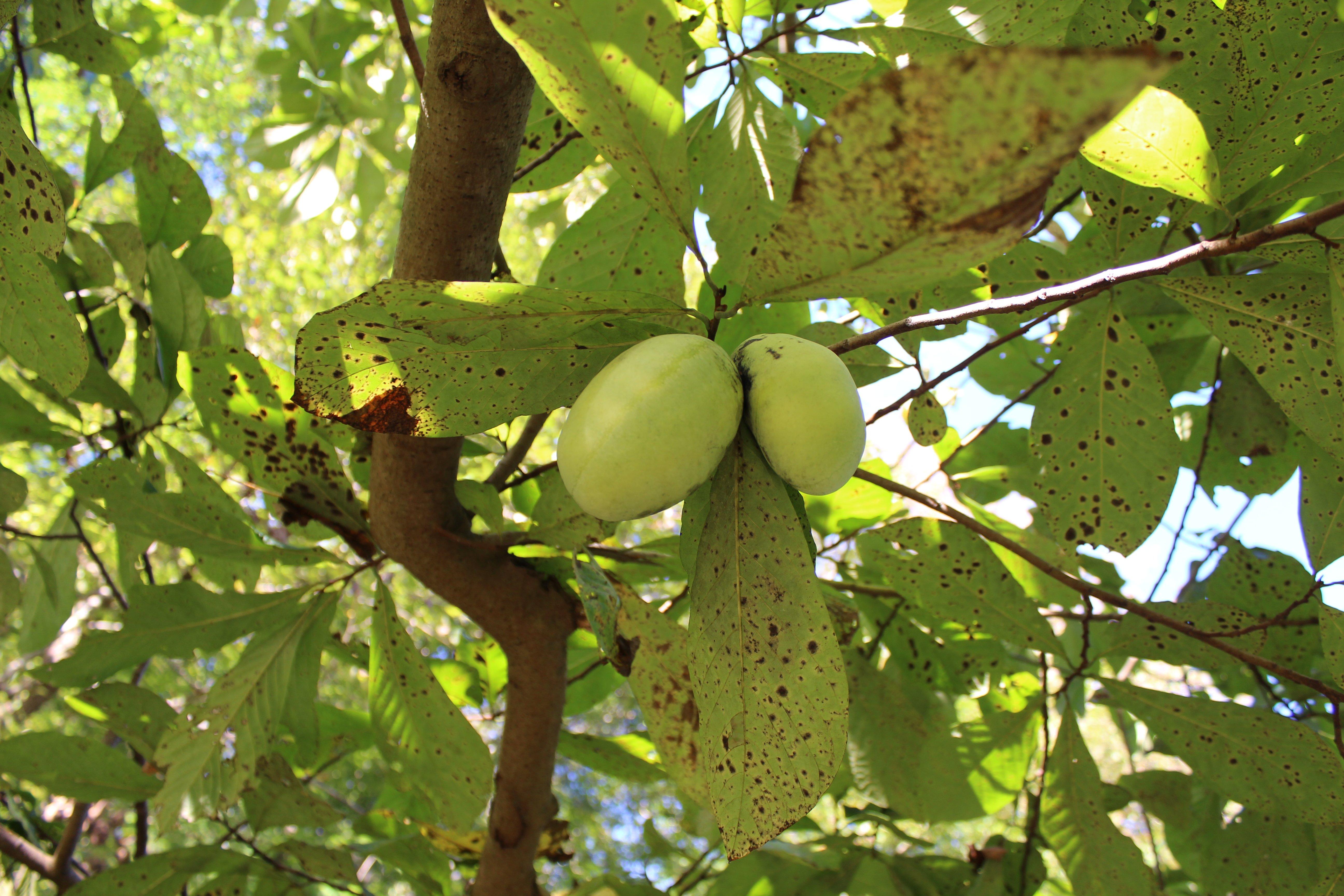 Paw paws grow on small to medium understory trees.