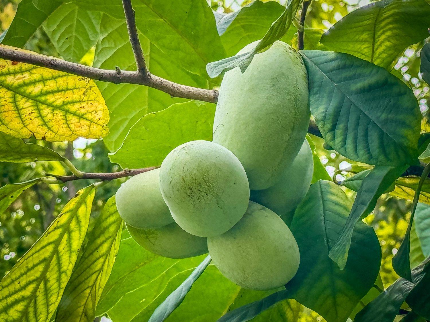 Image: pawpaw_muffin_1