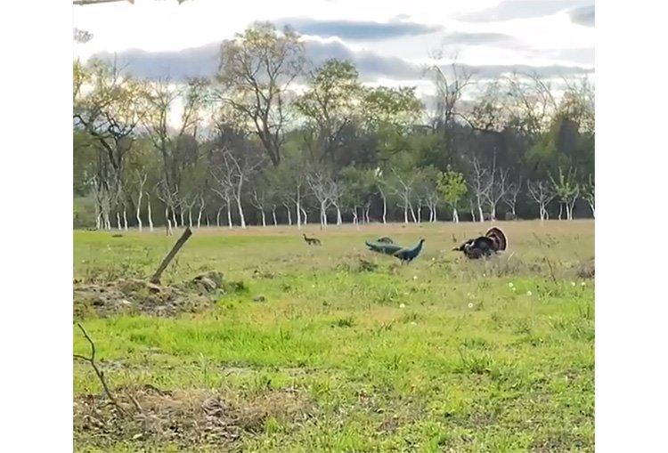 This peacock was spotted running with a flock of turkeys in California. (Image by R.J. Sola)