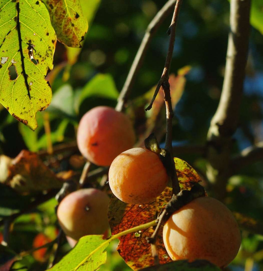 Wild Persimmon 