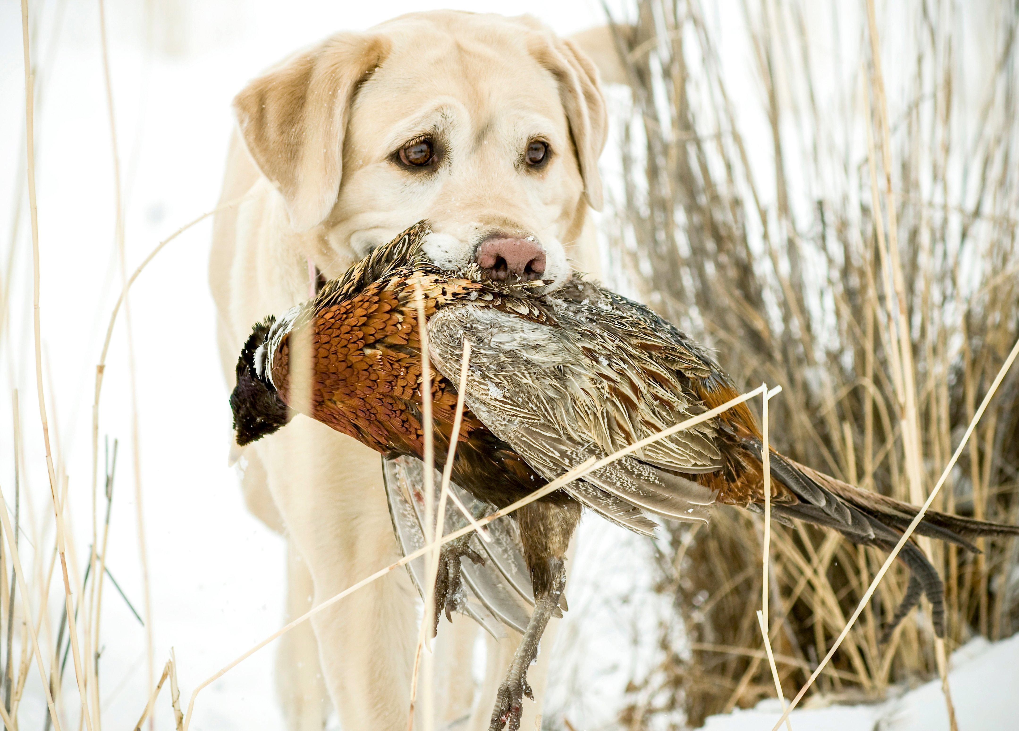 Image: pheasant