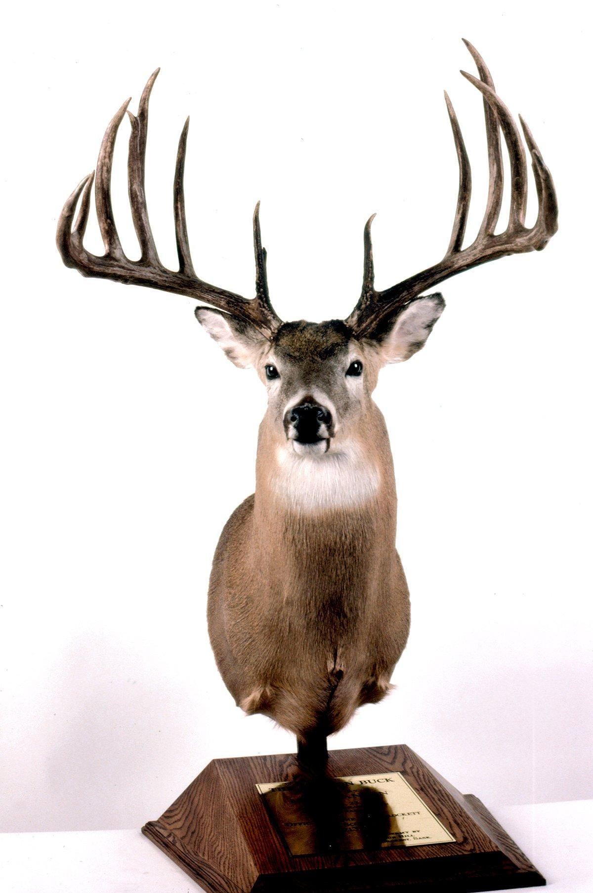 Here's the Hanson Buck on display. Image courtesy of the Boone and Crockett Club