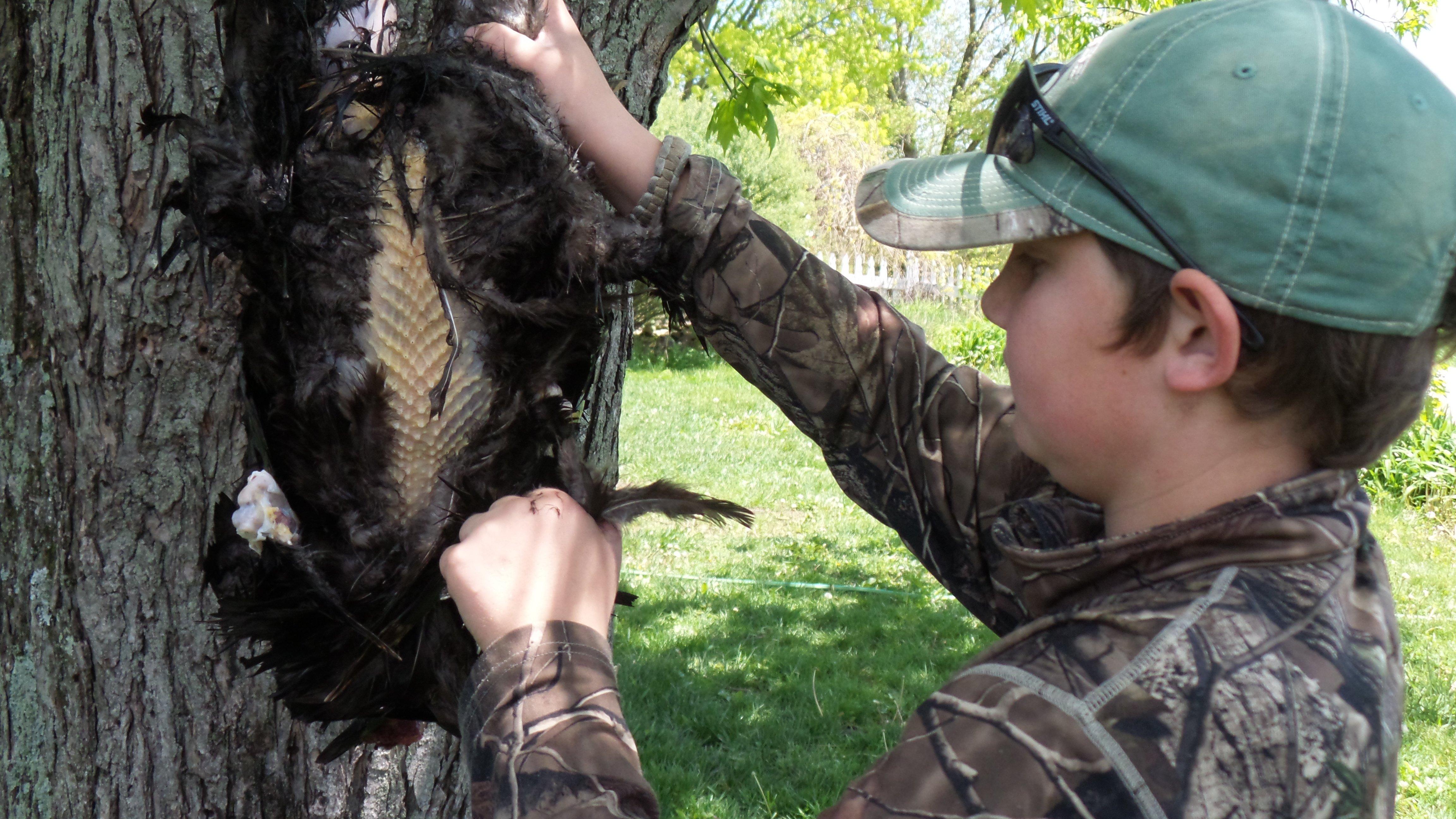 My youngest son Potroast begins the picking process.