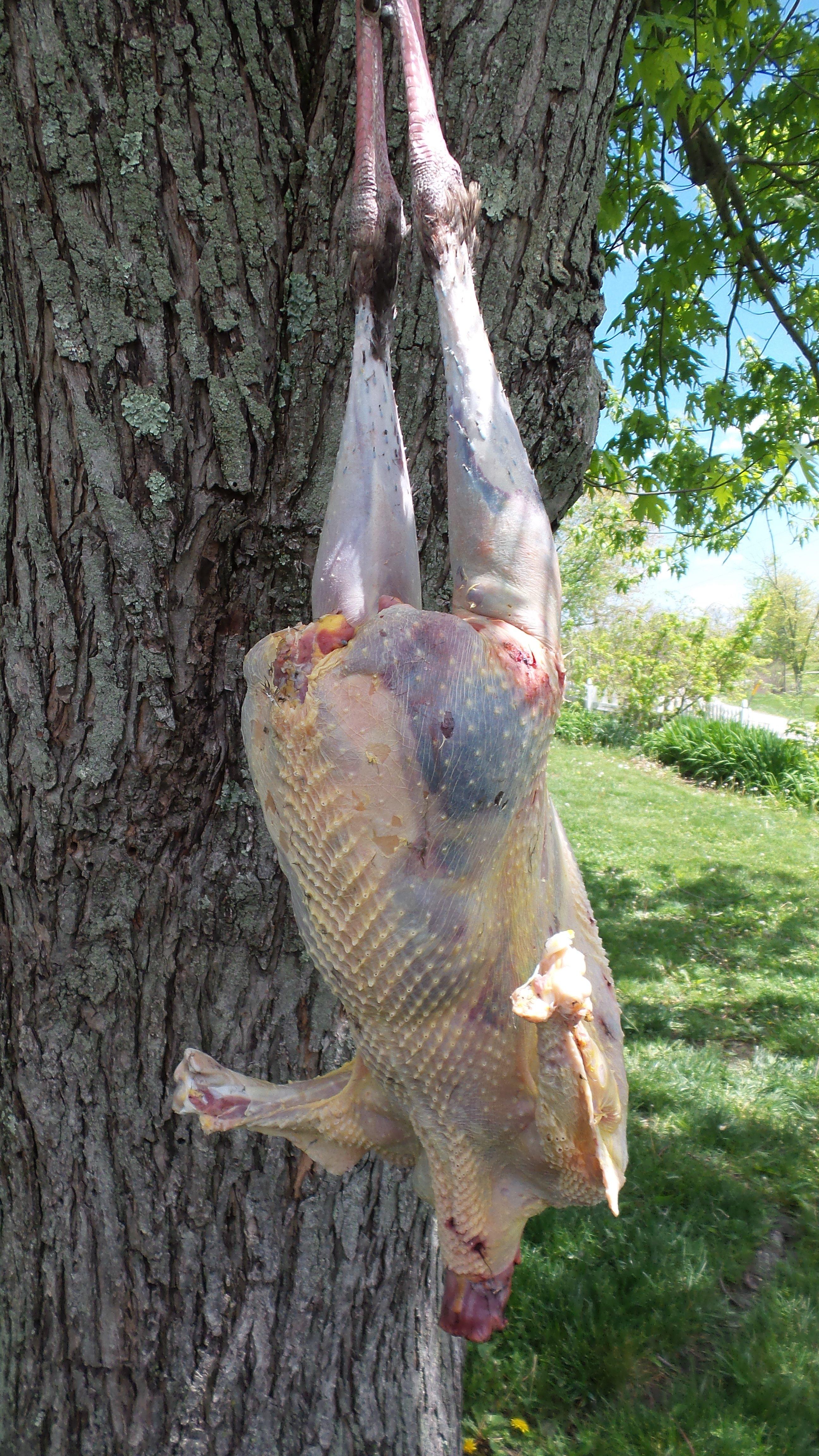 A plucked wild turkey is perfect for smoking or roasting.