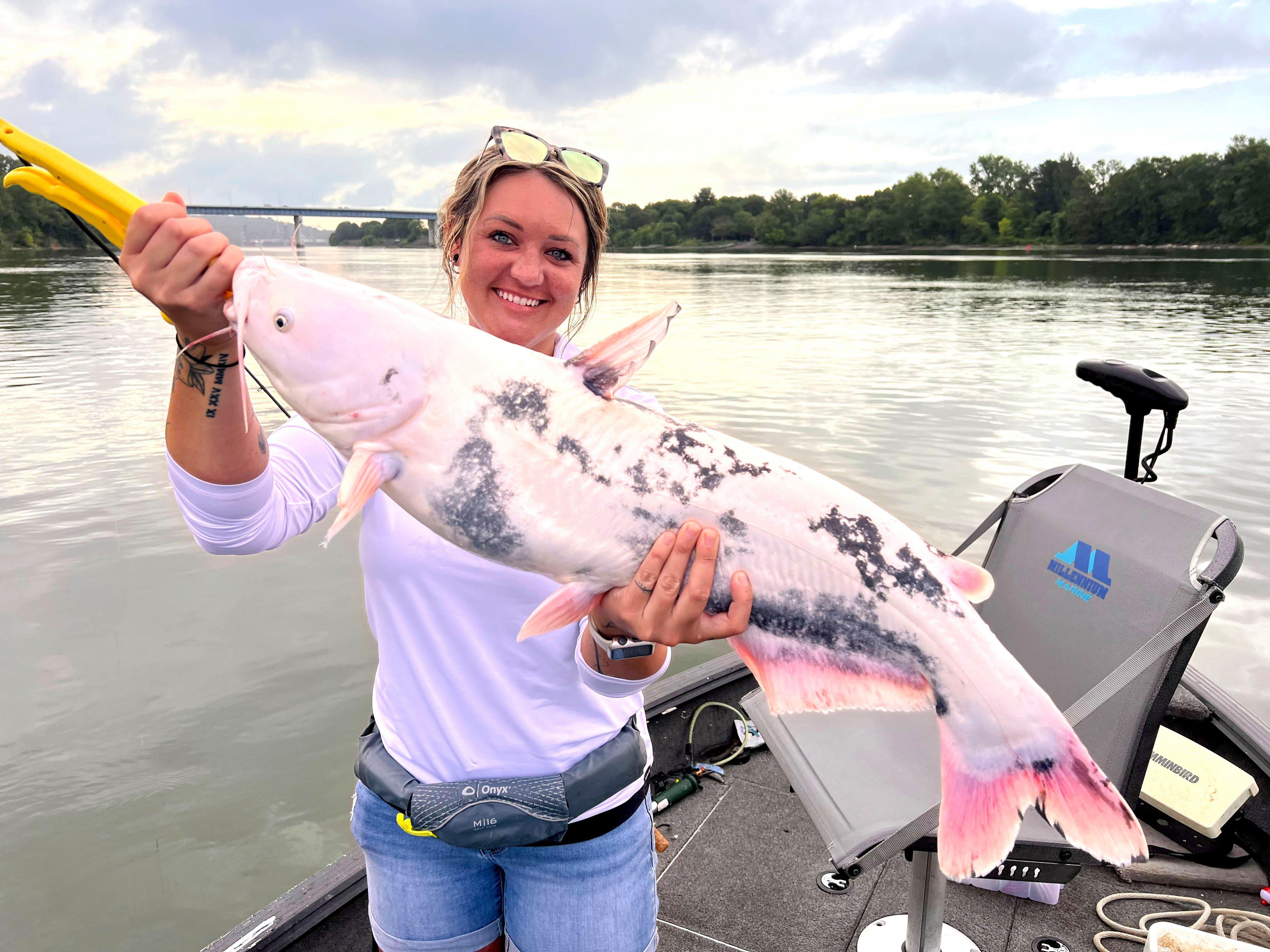 Image: piebald_cat_1