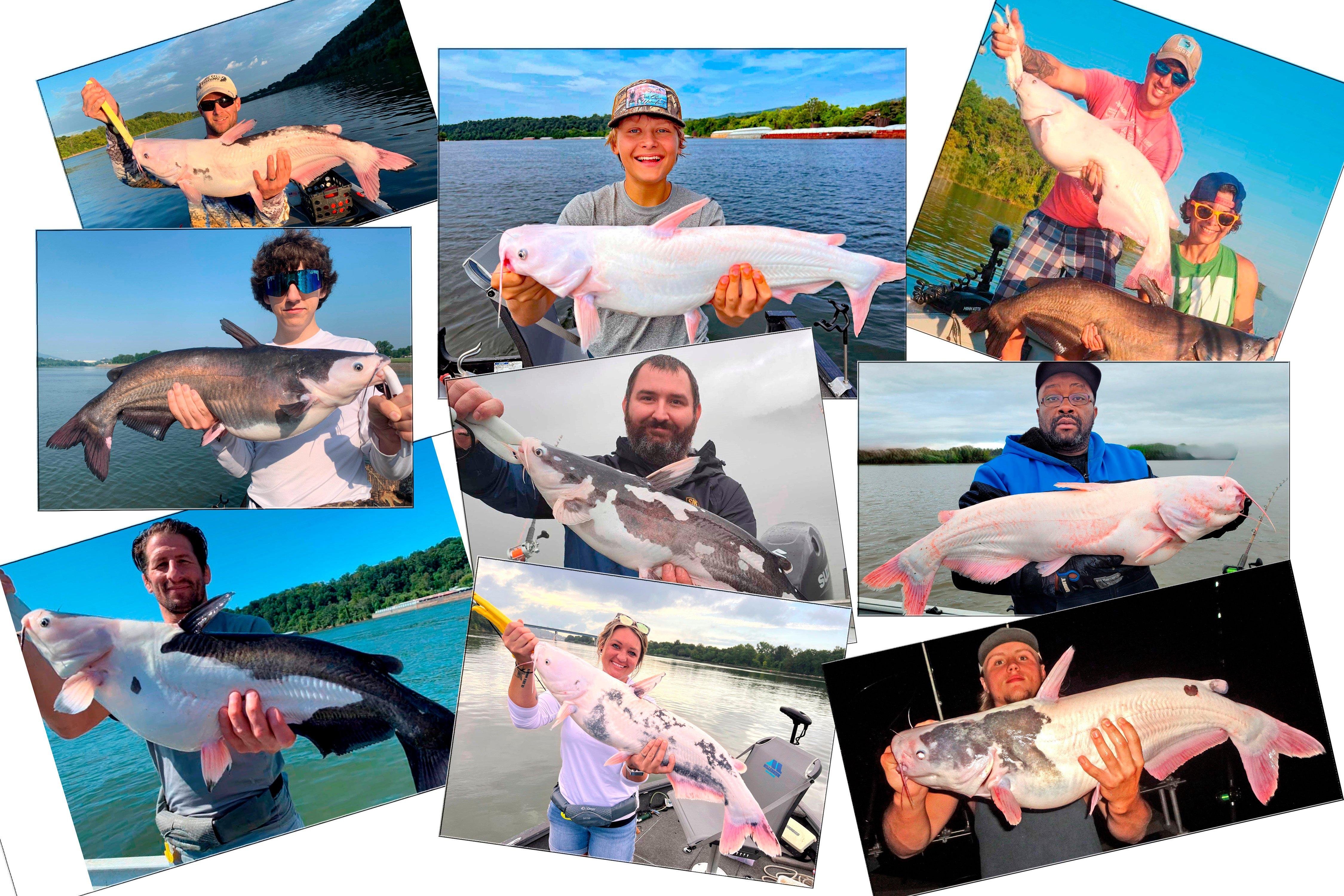 Image: piebald_cat_10