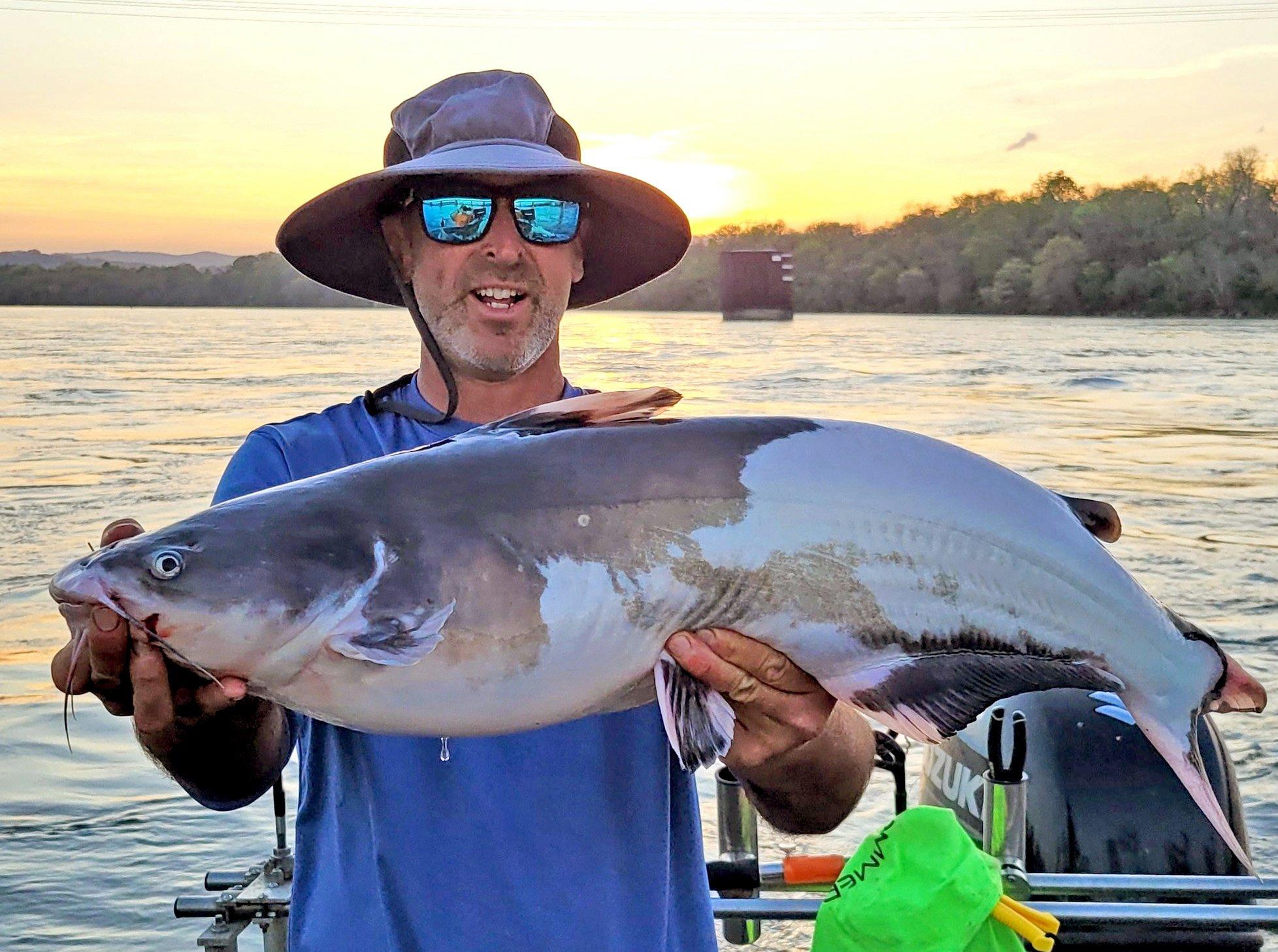 Image: piebald_cat_3