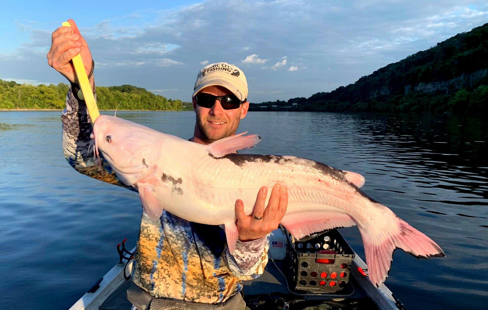 Image: piebald_cat_4