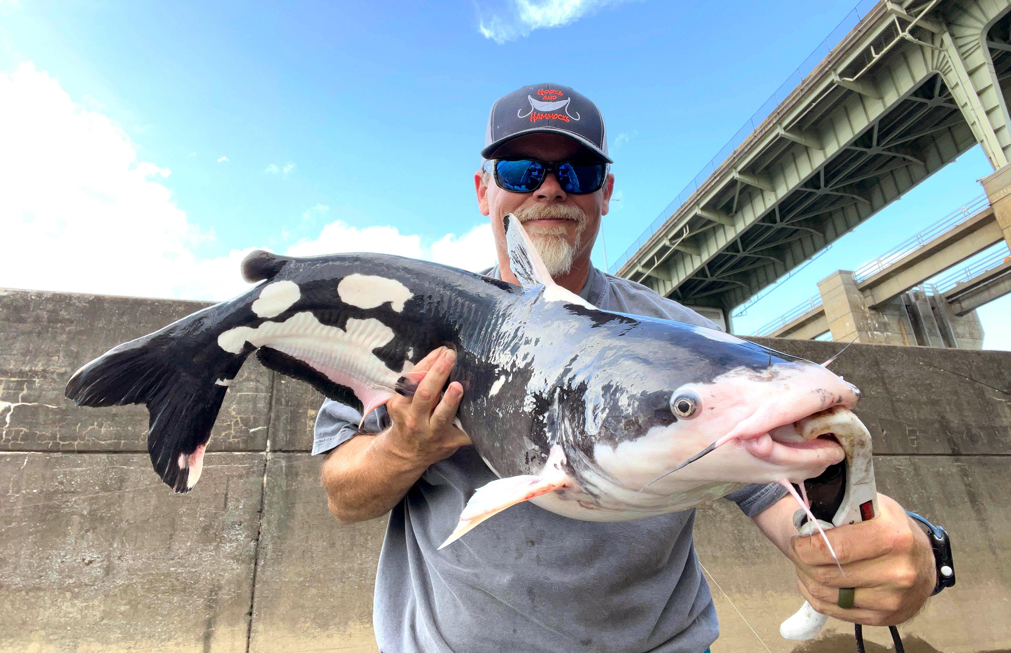 Image: piebald_cat_9