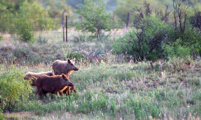  The new Feral Swine Eradication and Control pilot program aims to control and eradicate wild hogs. ©Russell Graves