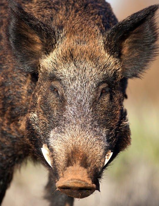 Wild hogs can have two litters a year with up to 12 piglets per litter. ©Russell Graves