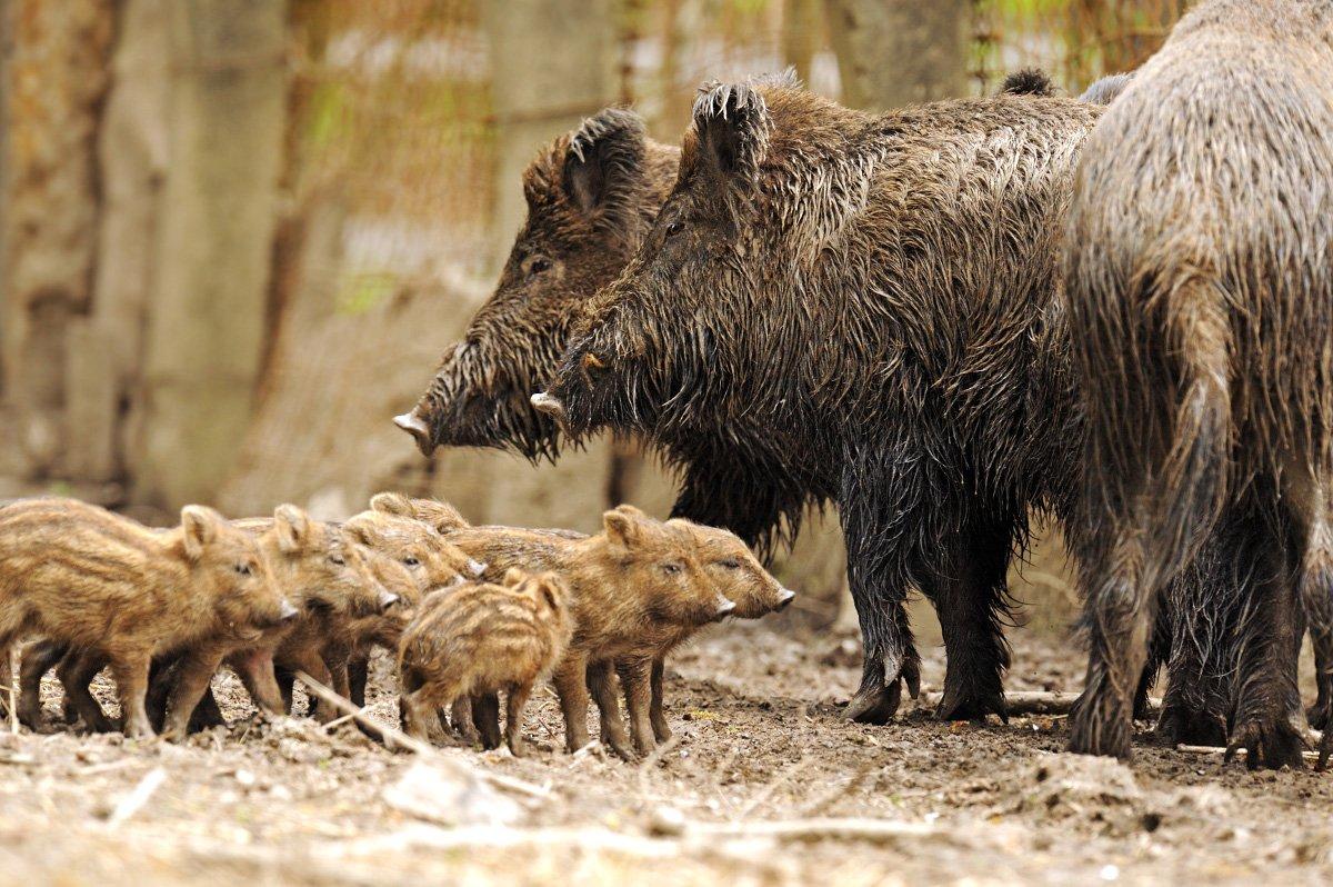 Hogs have shown up on your farm for the first time ever. What do you do? © kyslynskahal-Shutterstock