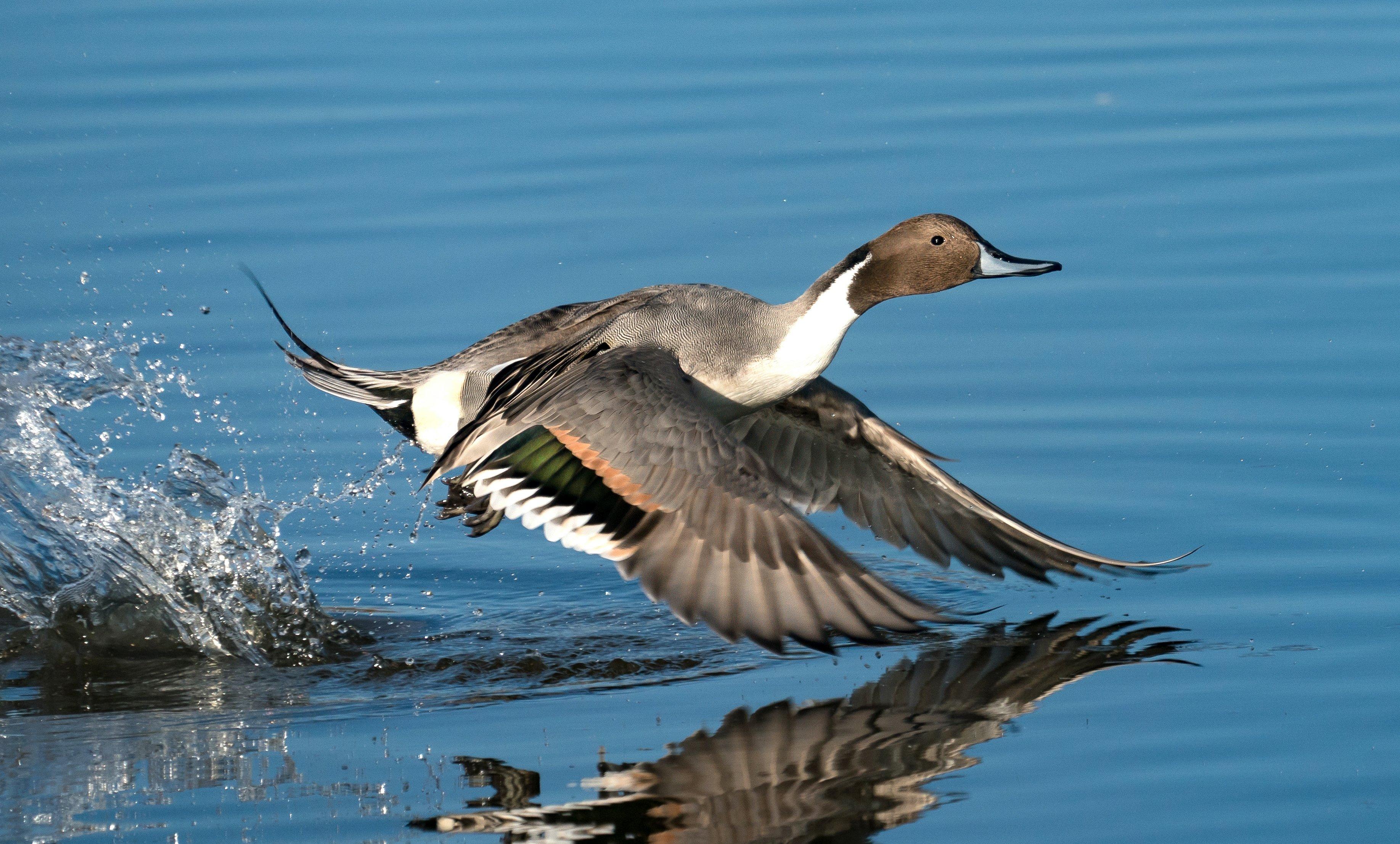 Image: pintail_drake_pf