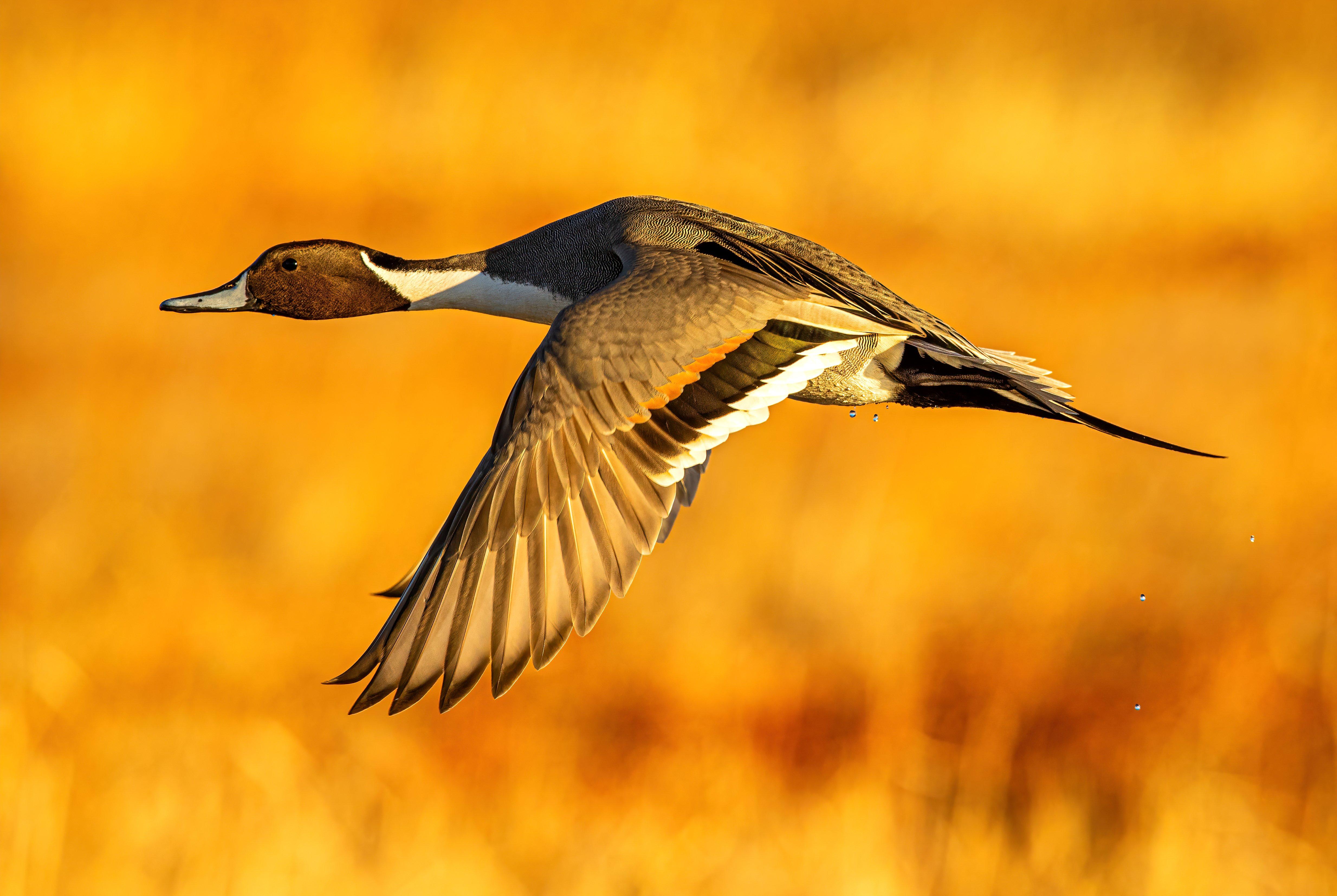 Image: pintail_regulations