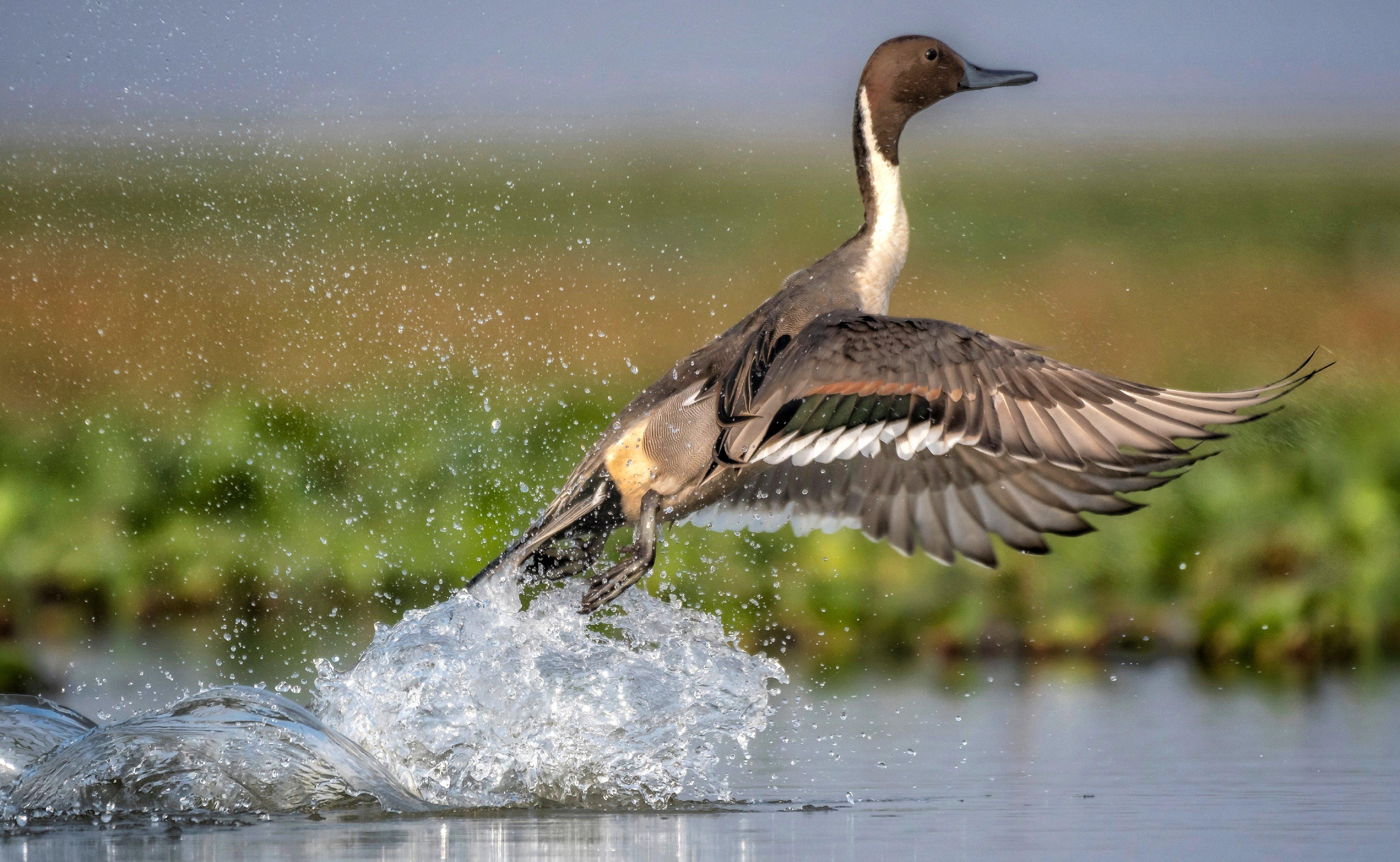 Image: pintail_takeoff